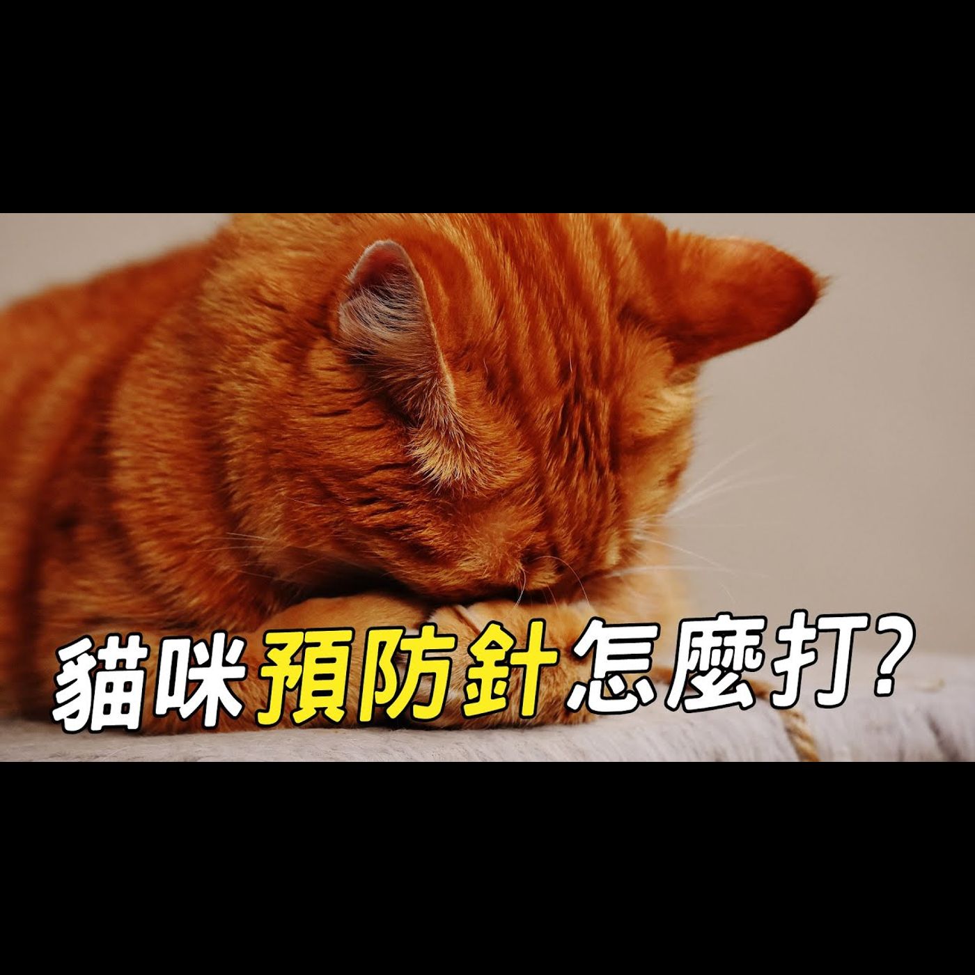 【獸醫這樣說🧐】貓咪預防針怎麼打?│愛寶寵新知 AIPAWs X 保健知識家