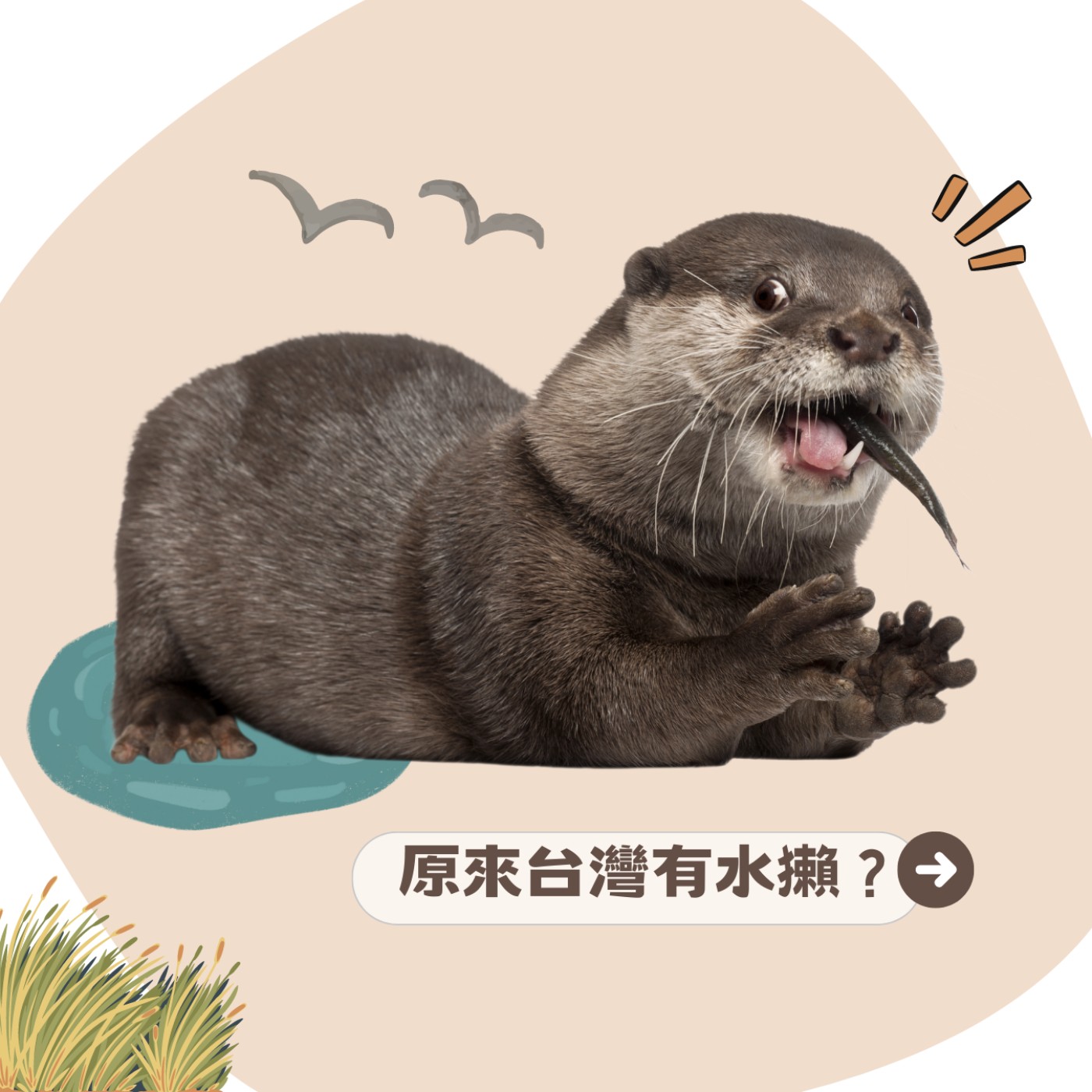 EP27 水獺🦦～寶寶滿月囉！ 外表可愛但戰鬥力驚人🔥 episode artwork