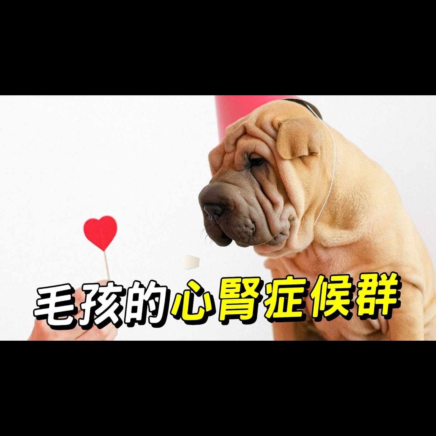 【獸醫這樣說🧐】毛孩的心腎症候群│愛寶寵新知 AIPAWs X 保健知識家