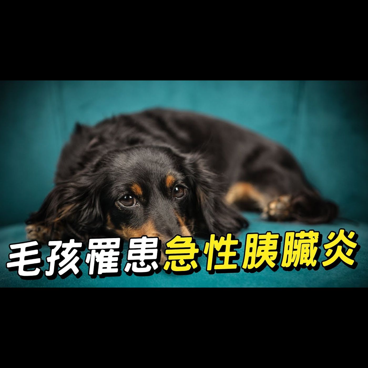 【獸醫這樣說🧐】毛孩的急性胰臟炎│愛寶寵新知 AIPAWs X 保健知識家