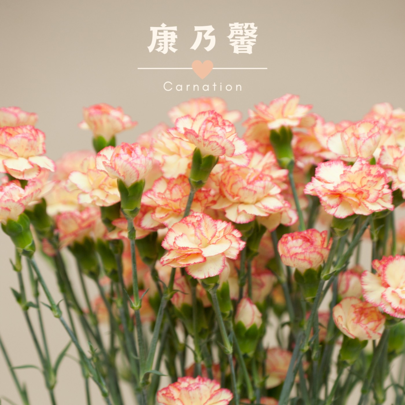 EP35 康乃馨 🌷 母親節代表花的由來～各種顏色 #花語大公開 🥰 episode artwork
