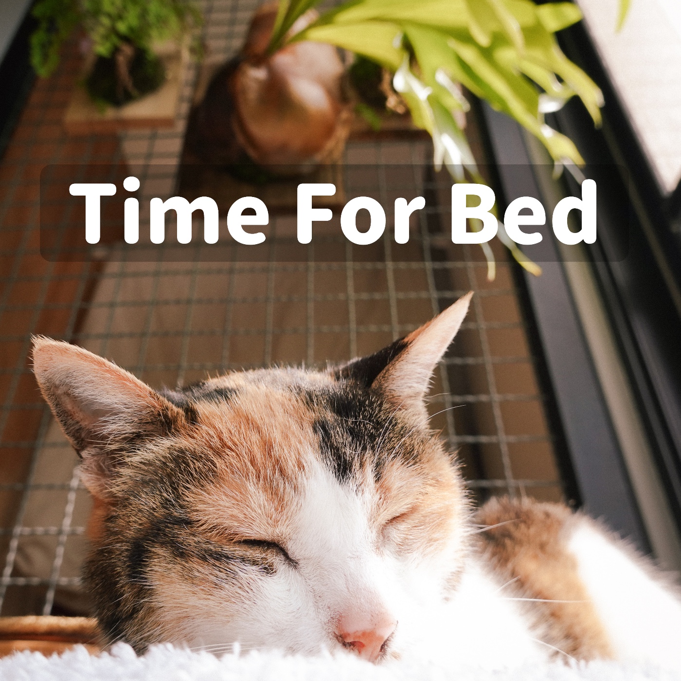 Time for Bed / 睡眠引導