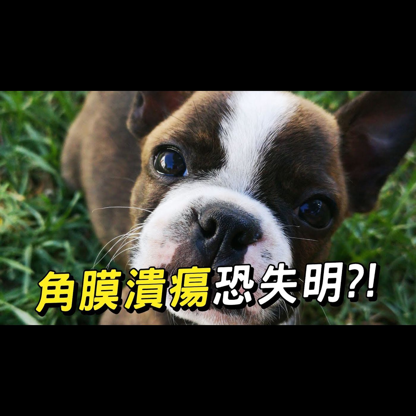 【獸醫這樣說🧐】角膜潰瘍恐造成失明?!│愛寶寵新知 AIPAWs X 保健知識家