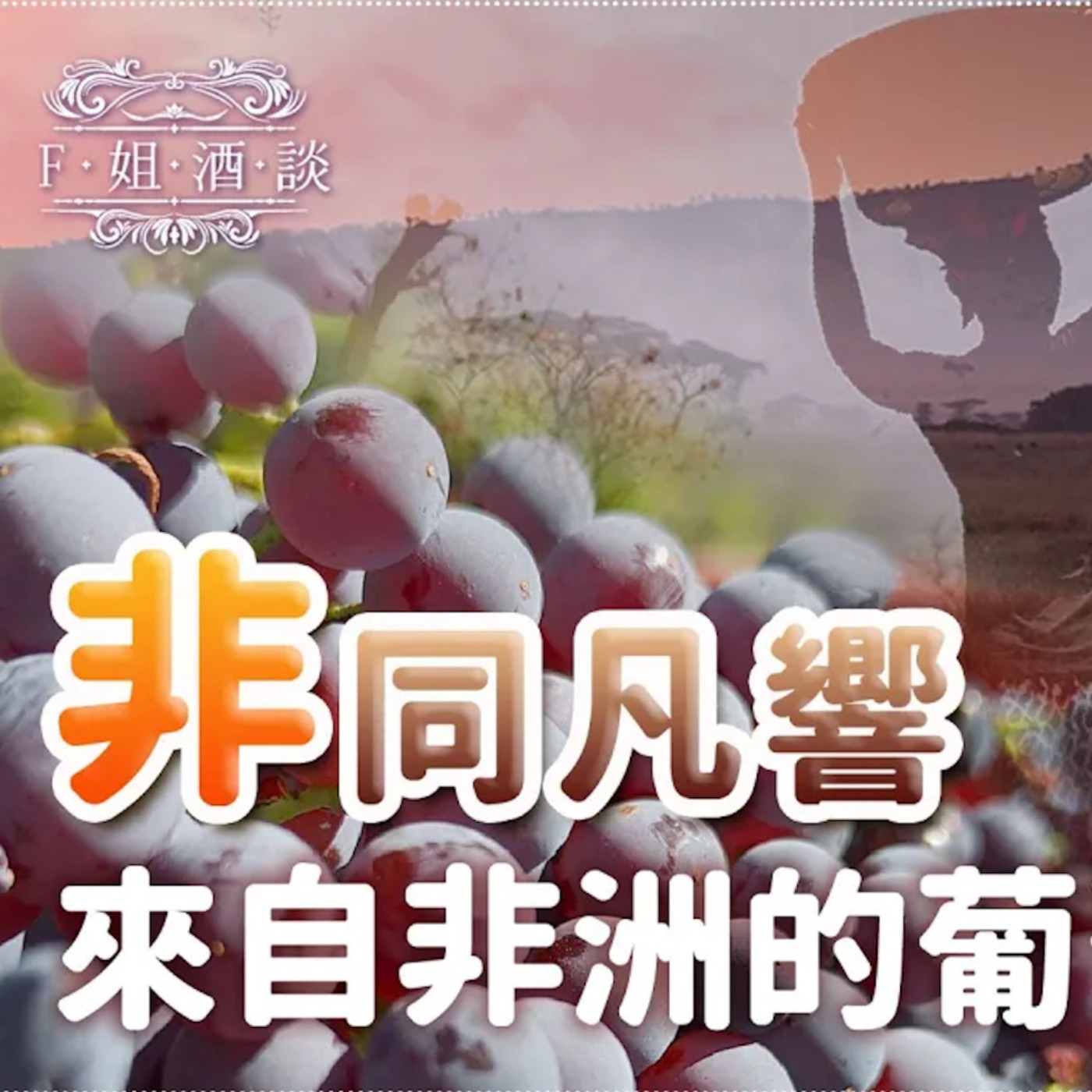 EP36 怎麼選高CP值南非葡萄酒?🍷北非也有葡萄酒,你喝過嗎?不要以為非洲只有沙漠、駱駝和獅子,葡萄酒也有哦