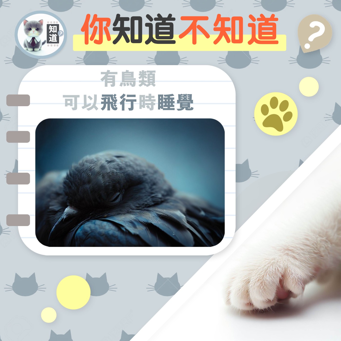 有鳥類可以飛行時睡覺▐  知道喵K.CatMeow - Podcast 電台