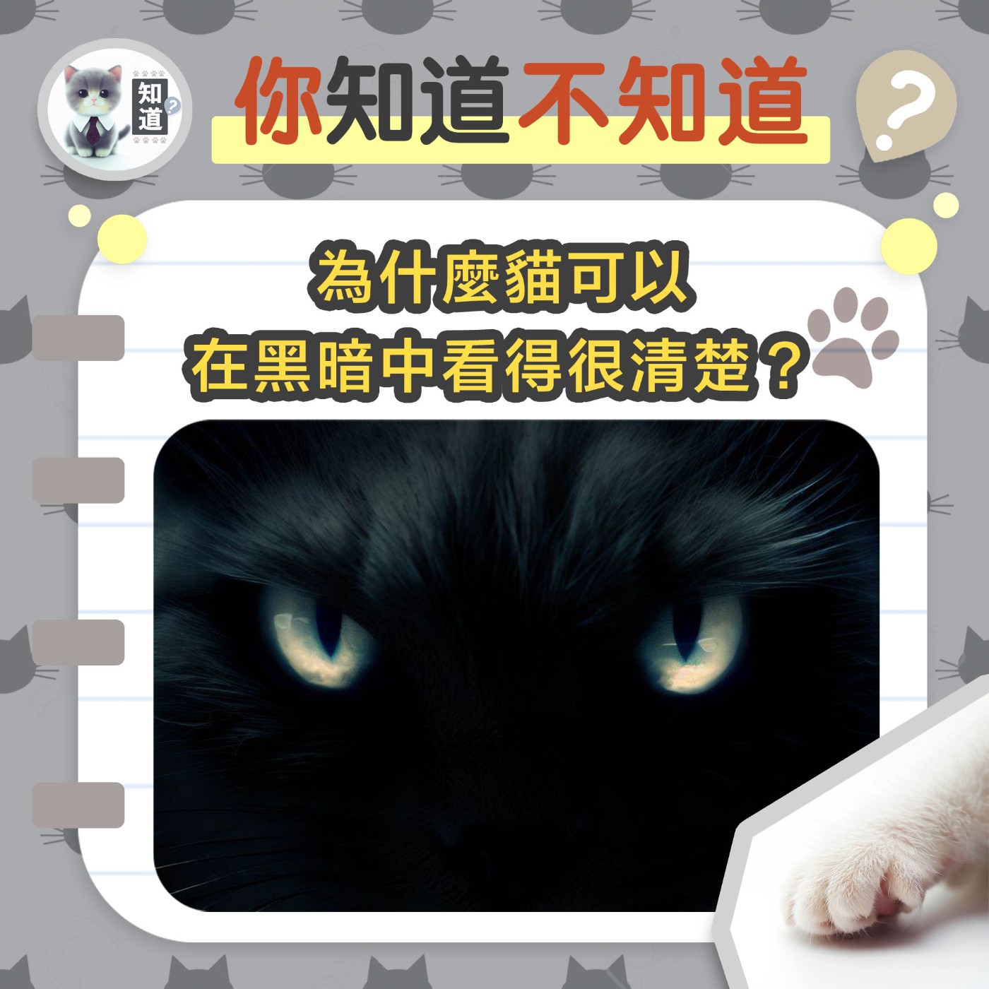 為什麼貓可以在黑暗中看得很清楚 ？▐  知道喵K.CatMeow - Podcast 電台