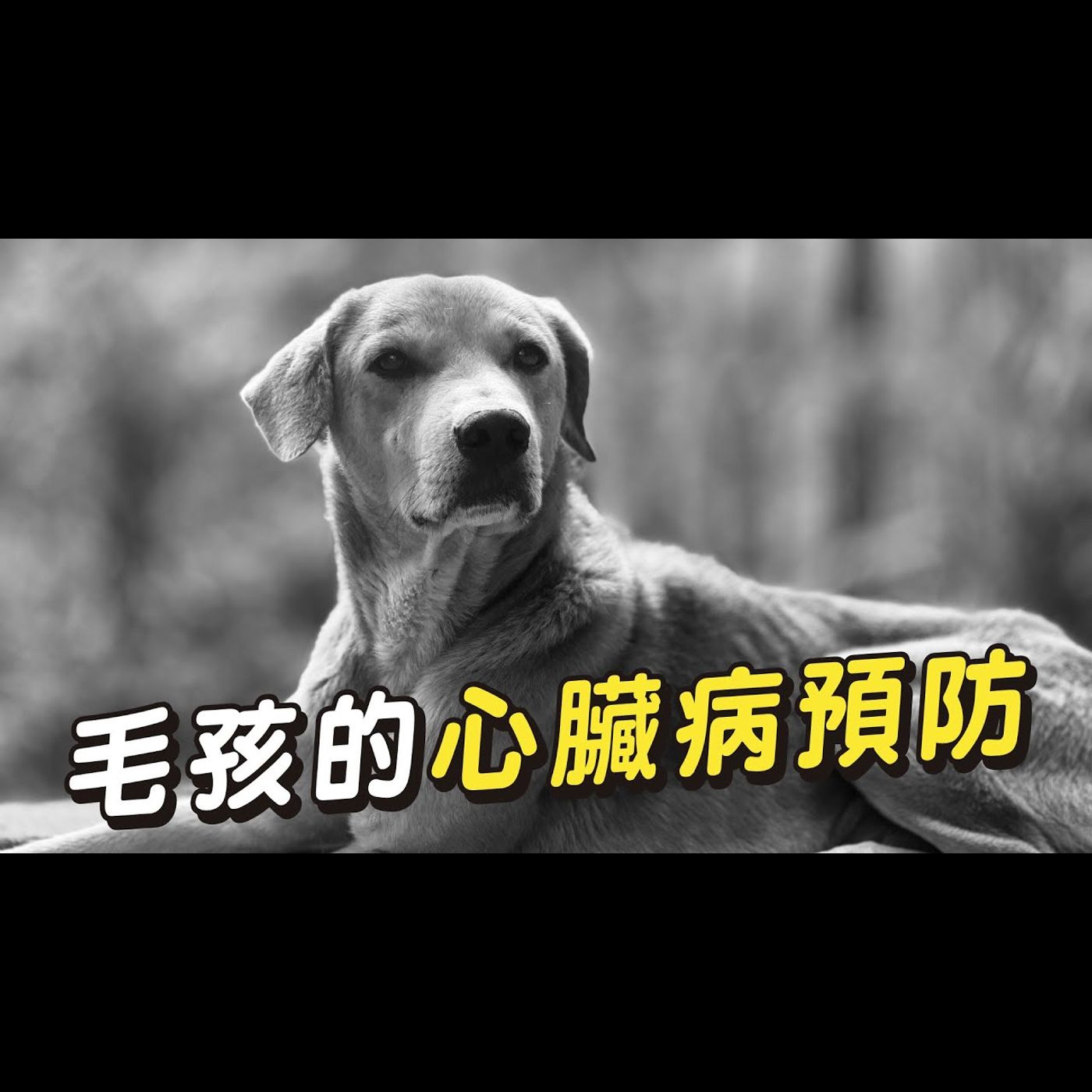 【獸醫這樣說🧐】毛孩的心臟病預防