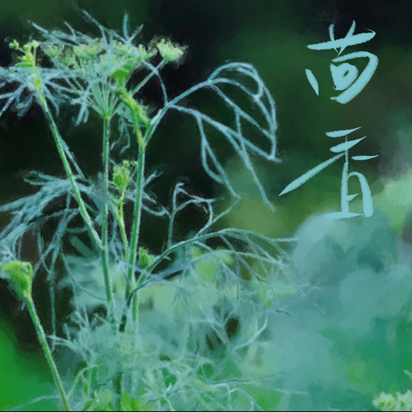 茴香