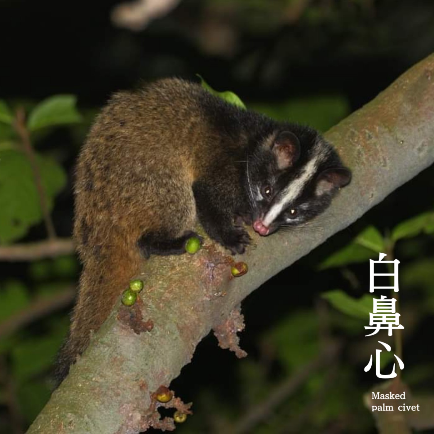 E53 白鼻心 🦨 鼬獾~傻傻分不清楚 🆘 可愛又害怕的里山好朋友,致命「狂犬病」的背後😣