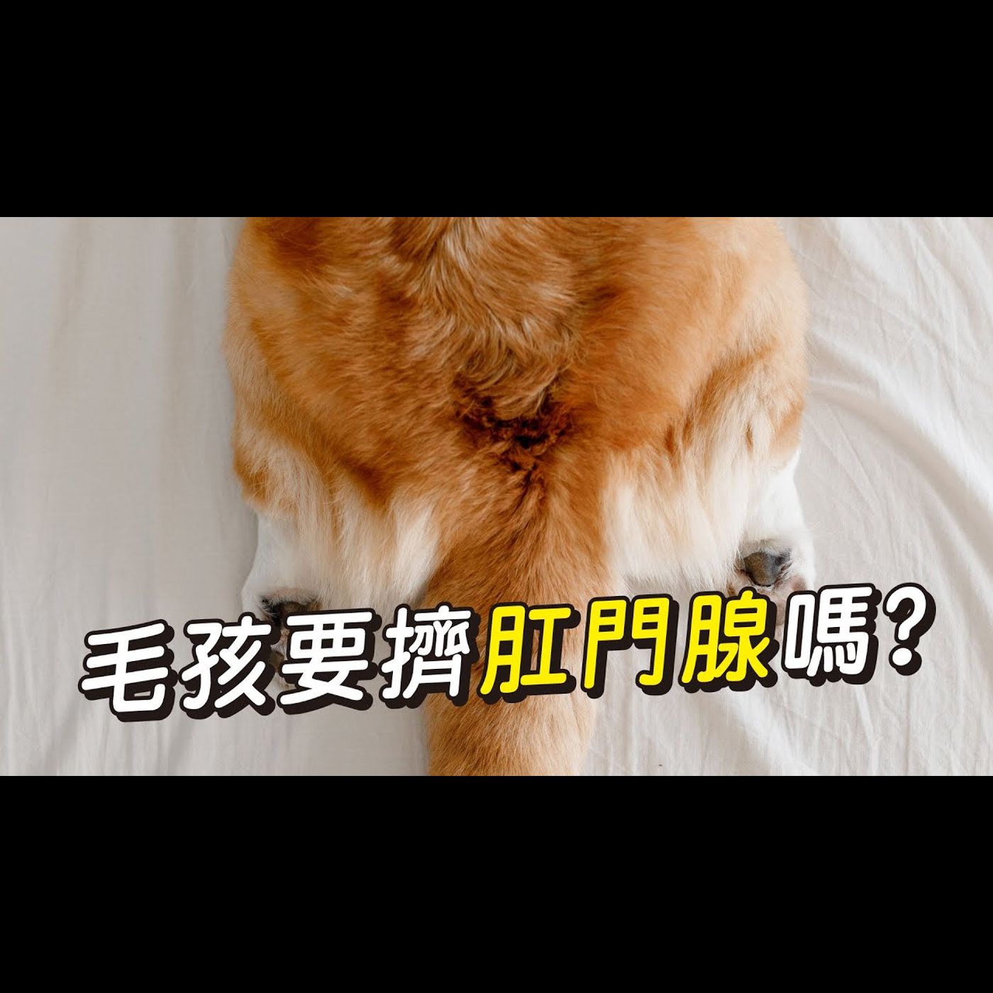 【獸醫這樣說🧐】毛孩要擠肛門腺嗎?