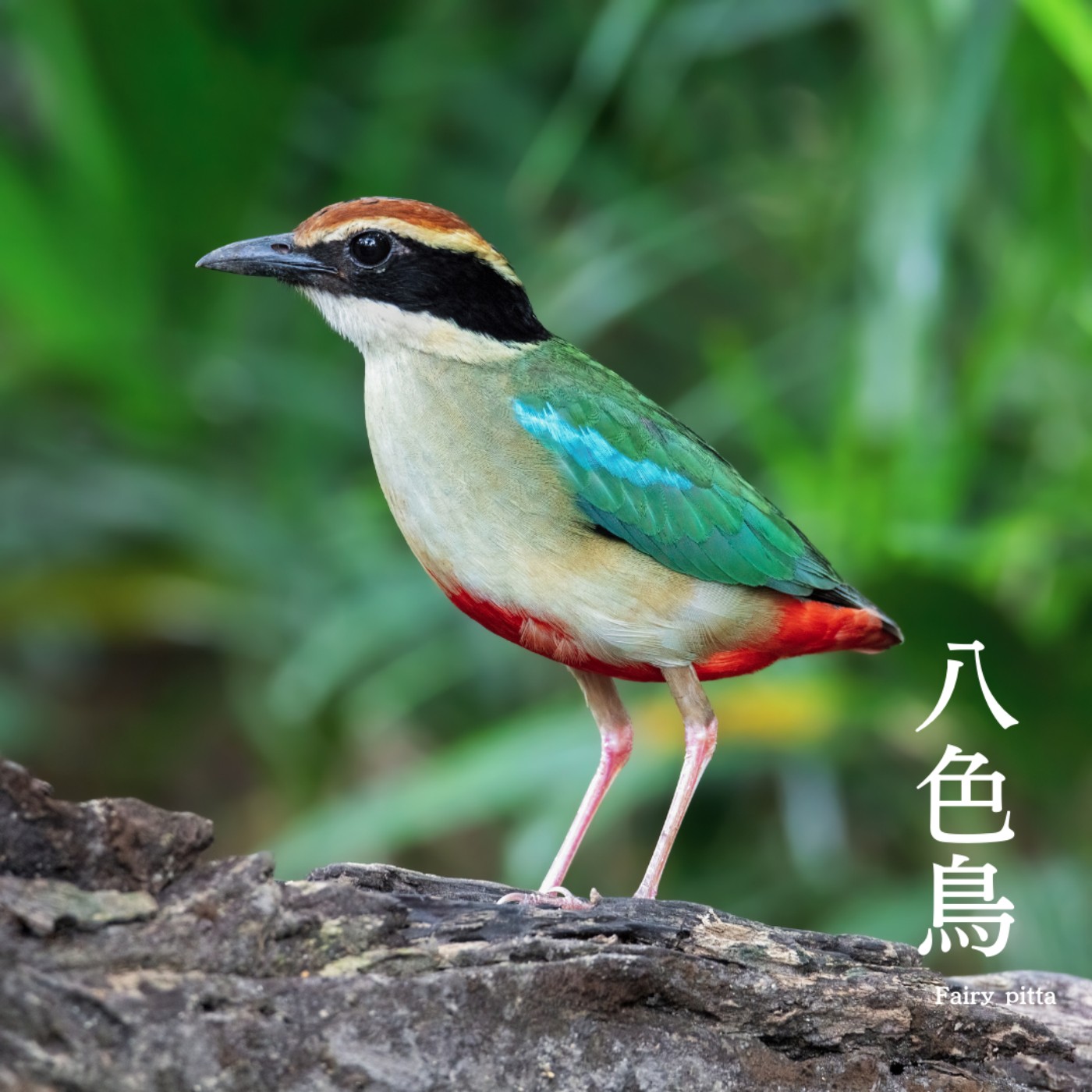 E55 八色鳥🐦 瀕臨絕種的夏日嬌客 ✨ 享譽國際、世界第一的台灣八色鳥 episode artwork