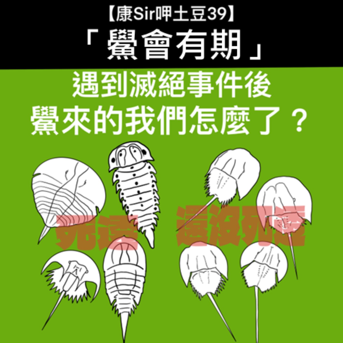 【康Sir呷土豆 39】鱟會有期─三棘鱟 episode artwork