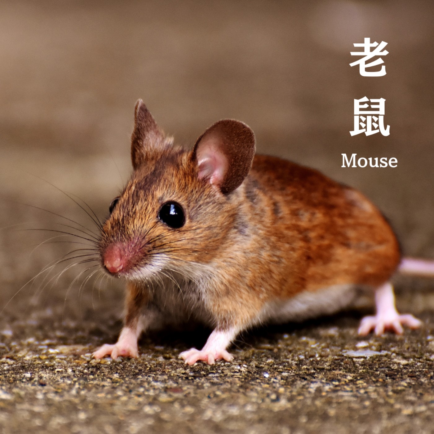 E58 「鼠疫」與戰爭🐭🔥 戰火下的毛毛犧牲者，世界最慘的動物園 🥲  episode artwork