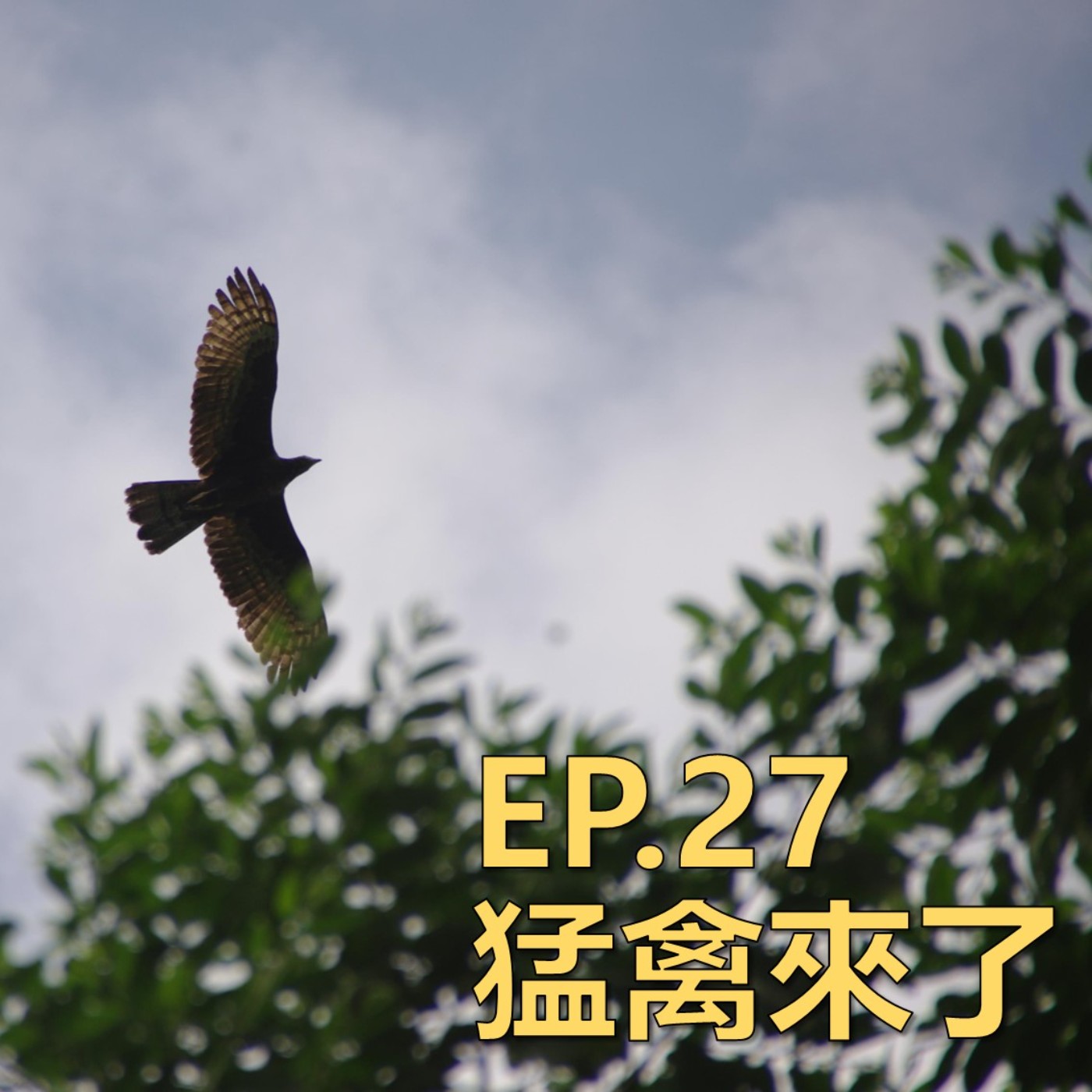 EP27_稀客_猛禽來了