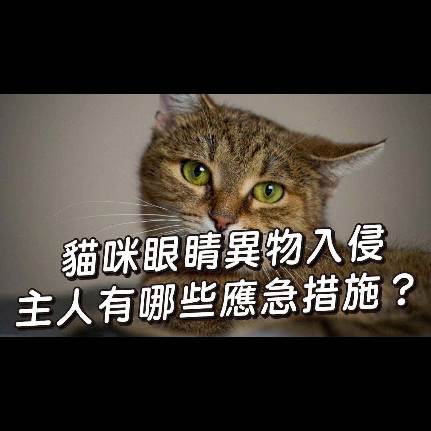 貓咪眼睛異物入侵,主人有哪些應急措施│愛寶寵新知 AIPAWs X 保健知識家