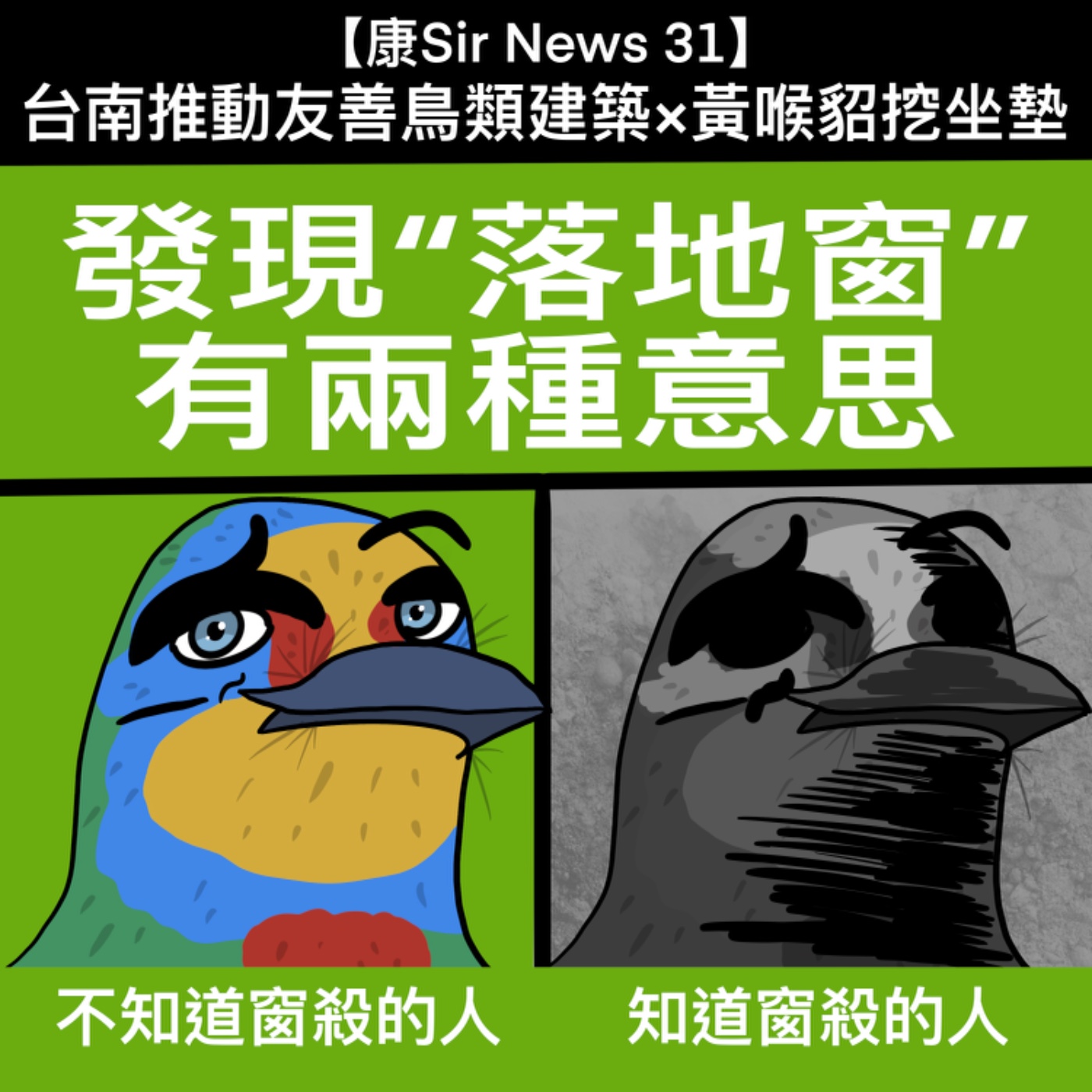 【康Sir News 31】 台南推動友善鳥類建築×黃喉貂挖坐墊 episode artwork
