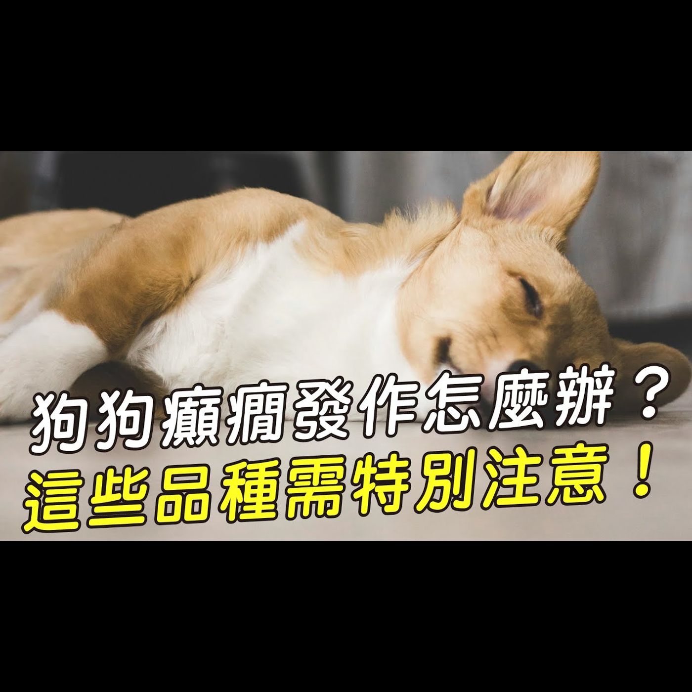 【獸醫這樣說🧐】狗狗癲癇發作怎麼辦?|愛寶寵新知 AIPAWs X 保健知識家