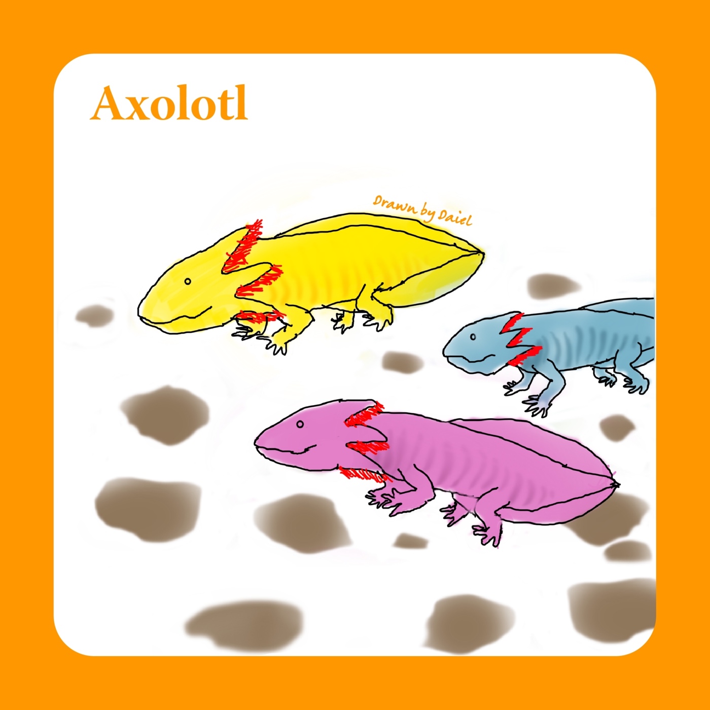 EP05 斷肢可重生的美西螈 Axolotl