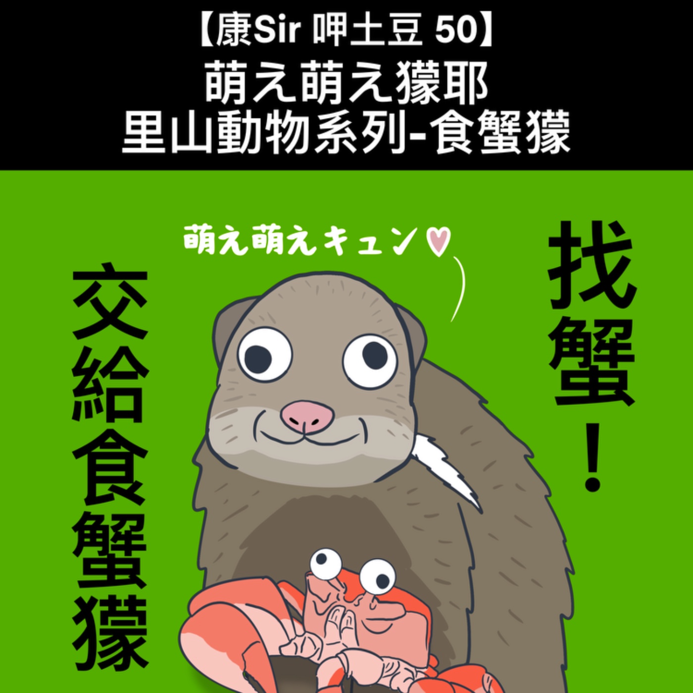 【康Sir呷土豆 50】萌え萌え獴耶 | 里山系列-食蟹獴 episode artwork
