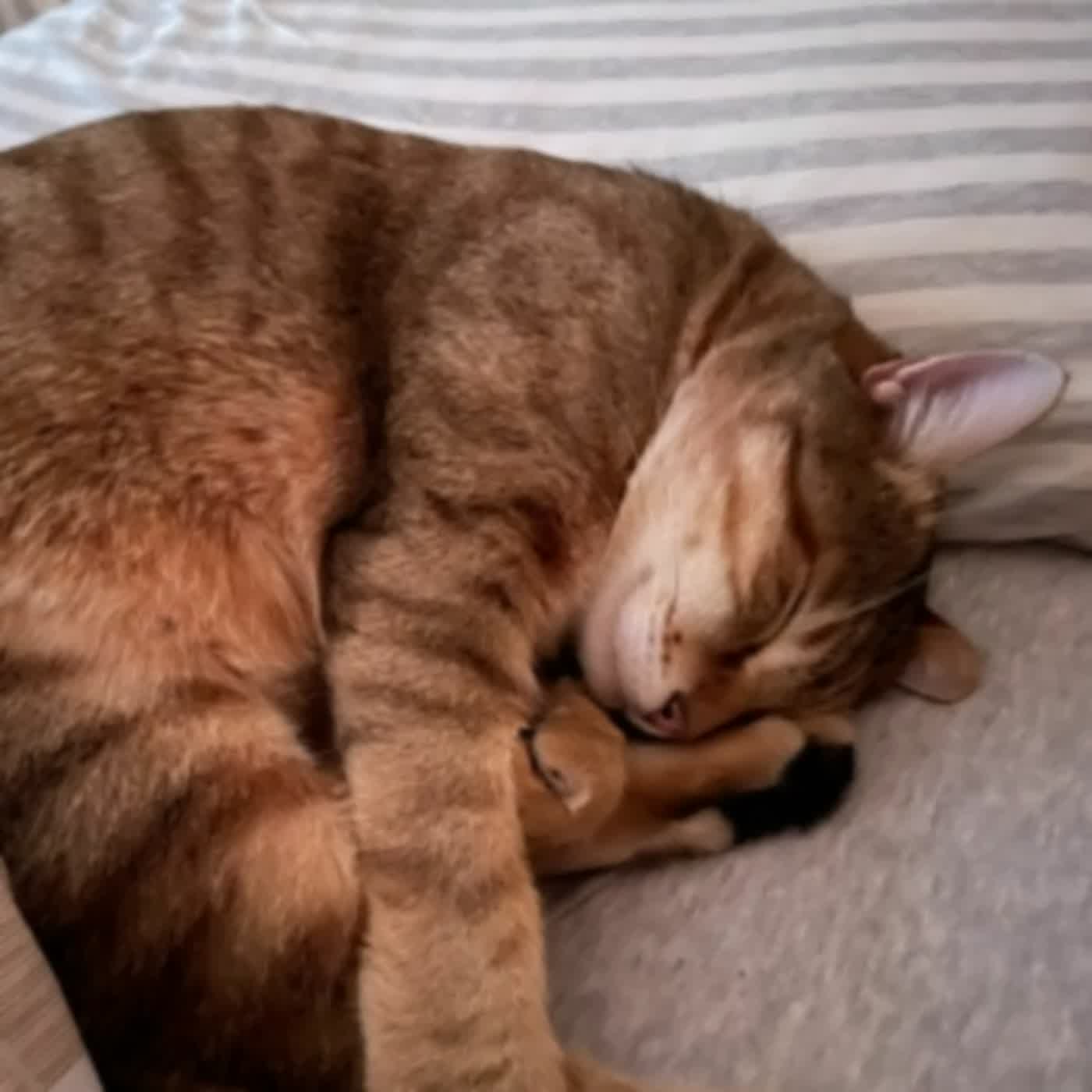 【2022虎年】初二之給鬧鐘休息了！下課了！