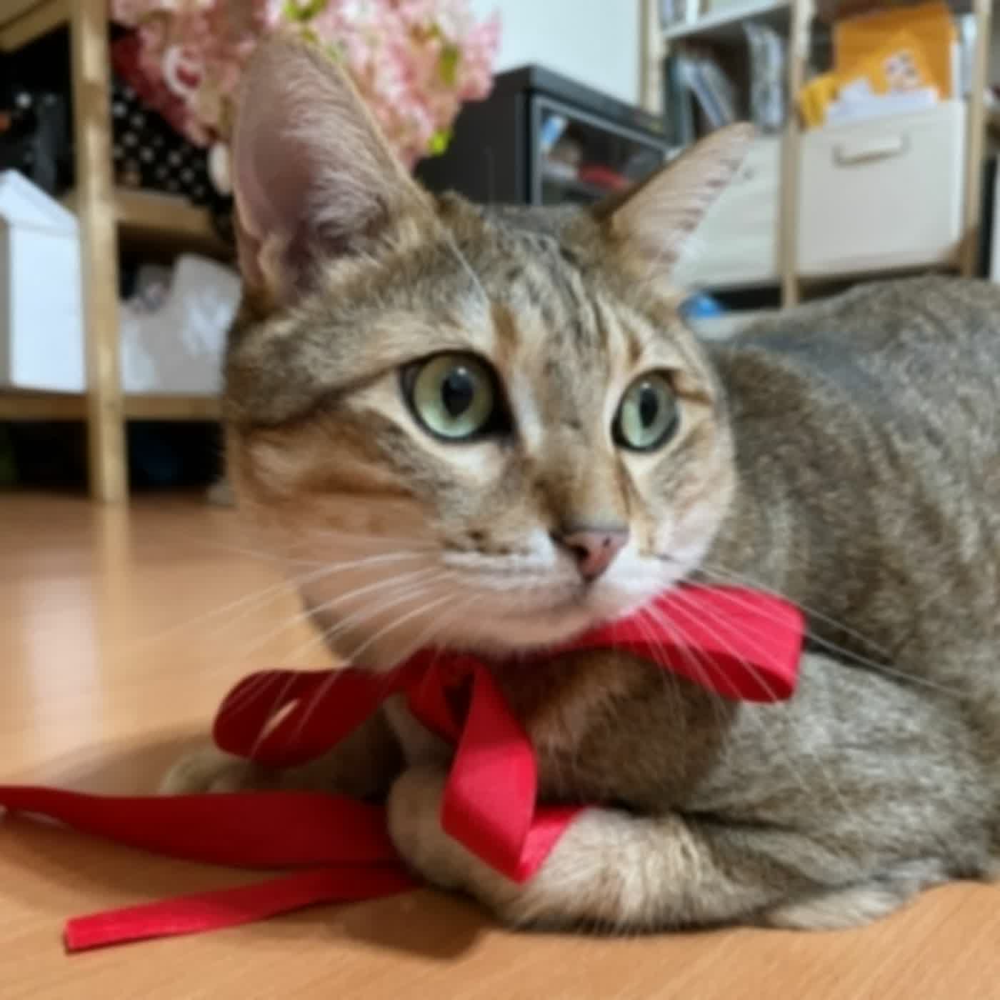 【2022虎年】少年兄陪大家過除夕！廚房是一山不容二虎的地方