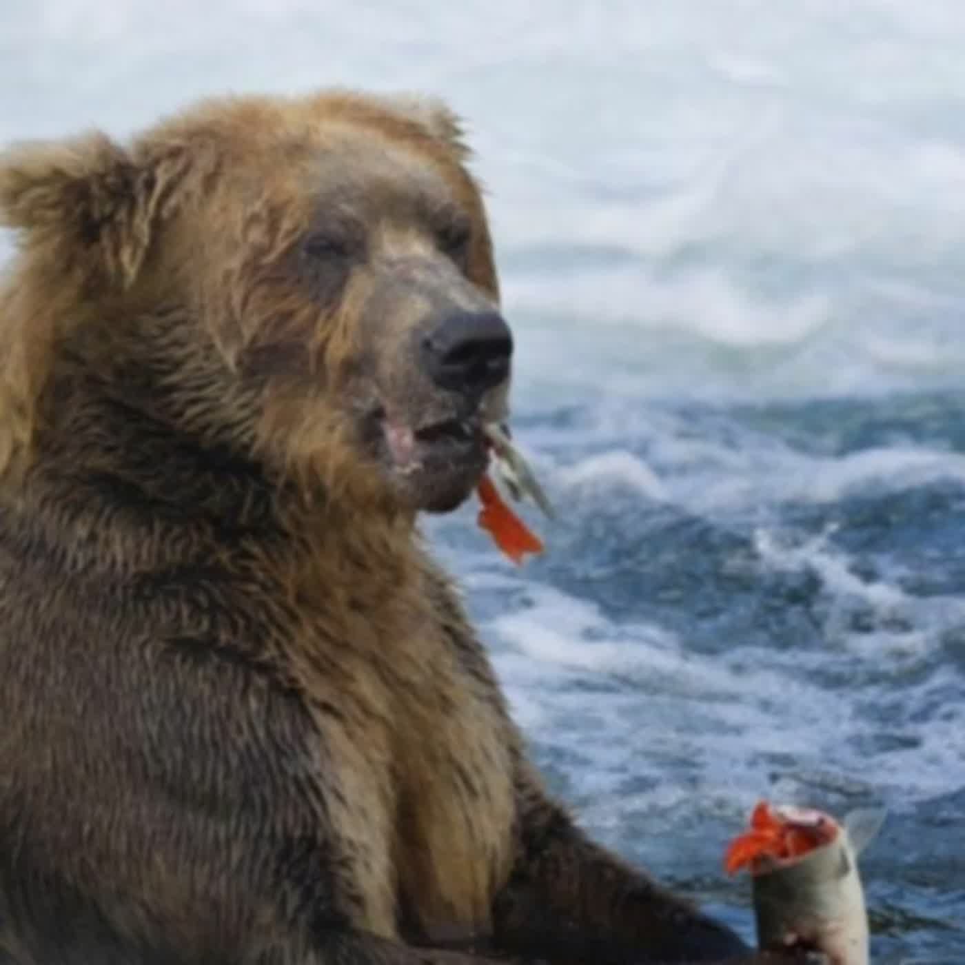 EP.307 A面 | 吃鮭魚有益身心健康，你吃的魚有幾趴