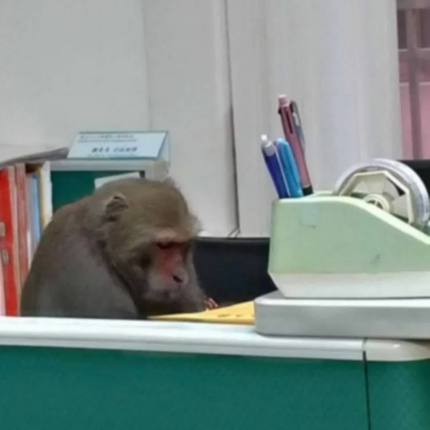 EP.305 B面 | 黑白讀西遊記之從今天開始你就叫孫悟空吧！