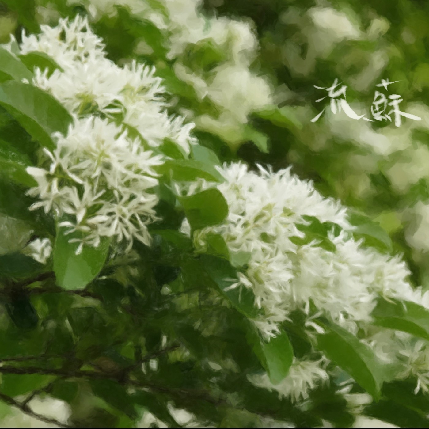 流蘇 episode artwork