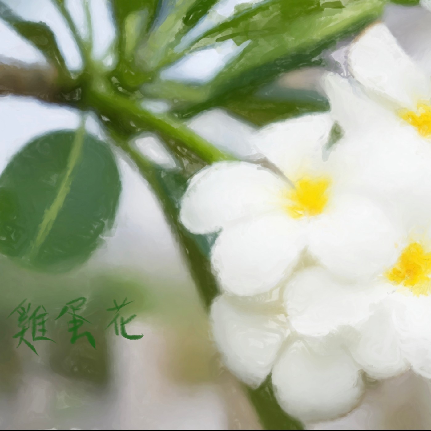 雞蛋花 episode artwork