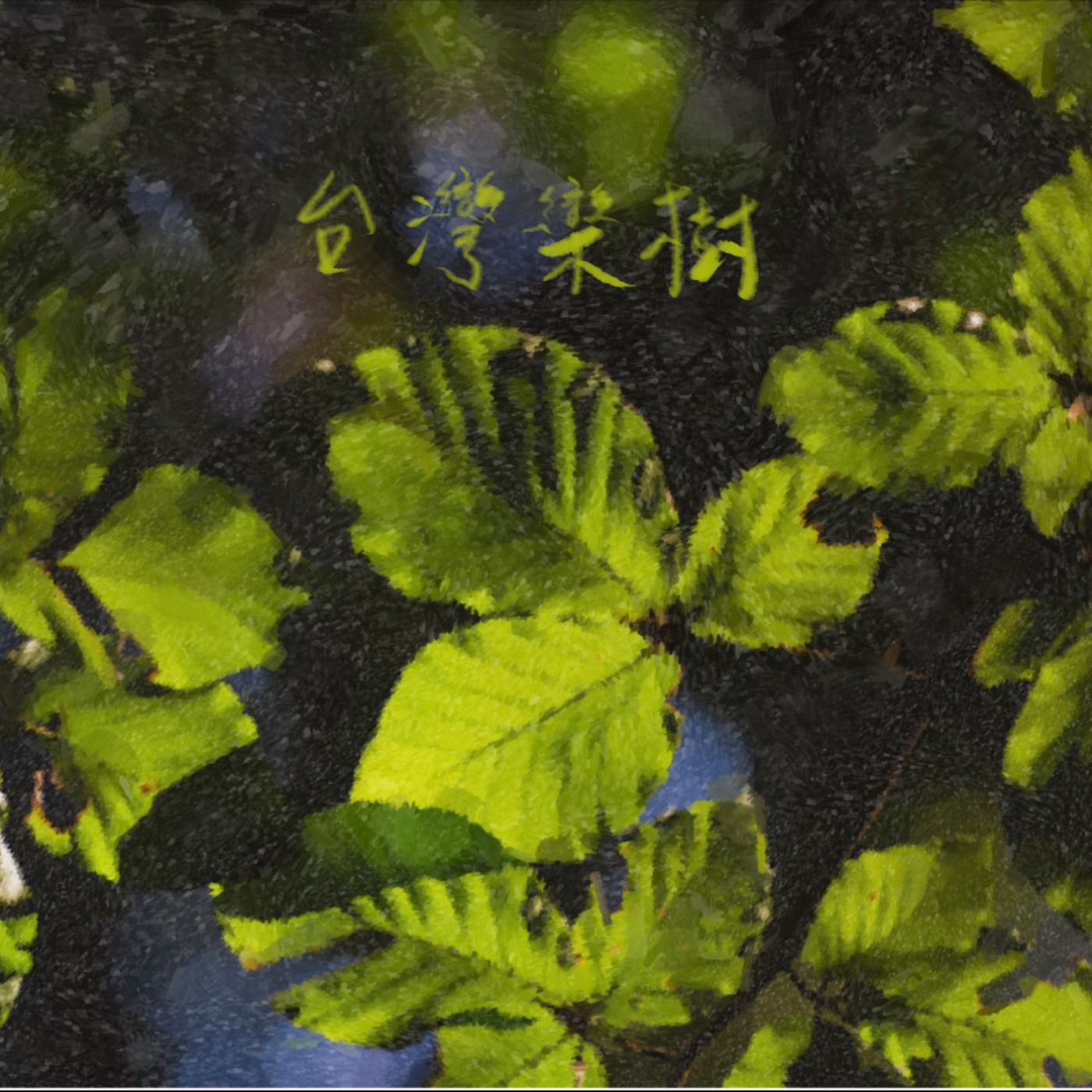 台灣欒樹 episode artwork