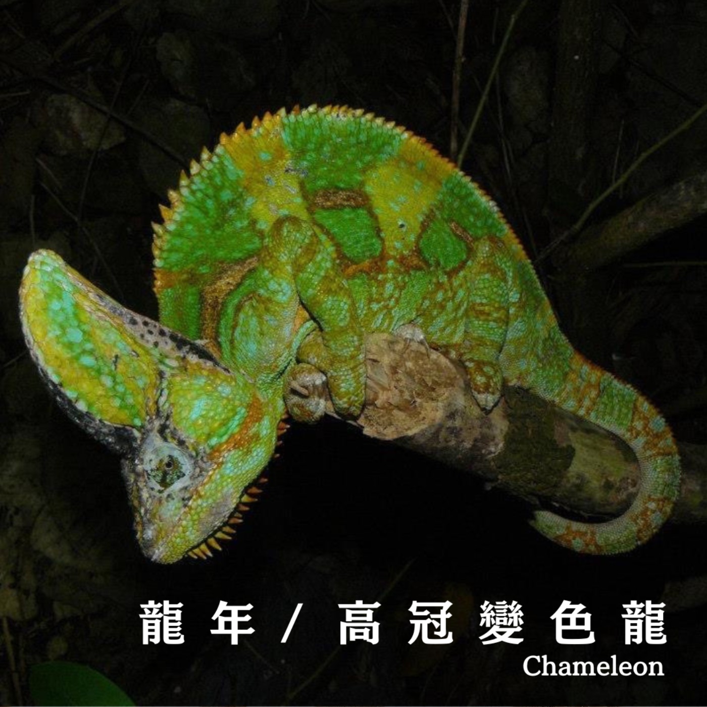 E64 龍年行大運 🐉 綠鬣蜥 X 綠水龍 X 高冠變色龍 🦎🌿 台灣野外的的入侵客