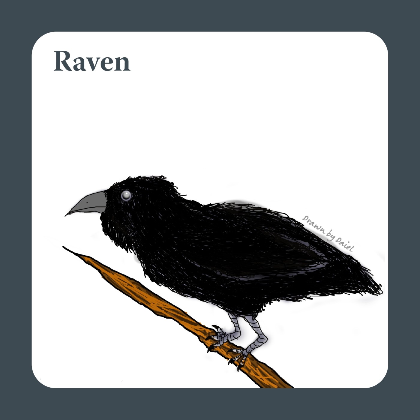 EP06 最聰明的鳥類-渡鴉 Raven