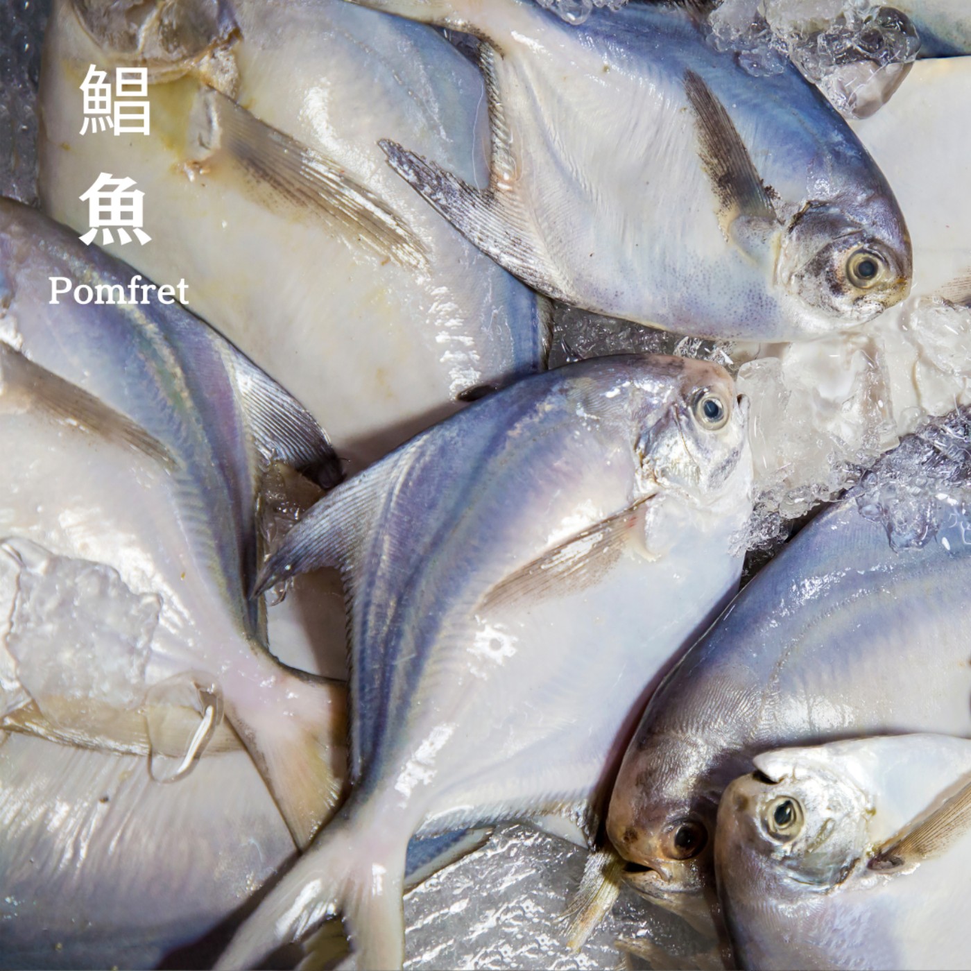 E65 《過年特輯》🍲金銀鯧 🐟 年年有魚才有餘🥢價格突破天際的銀鯧&永續漁業你我有責🌊