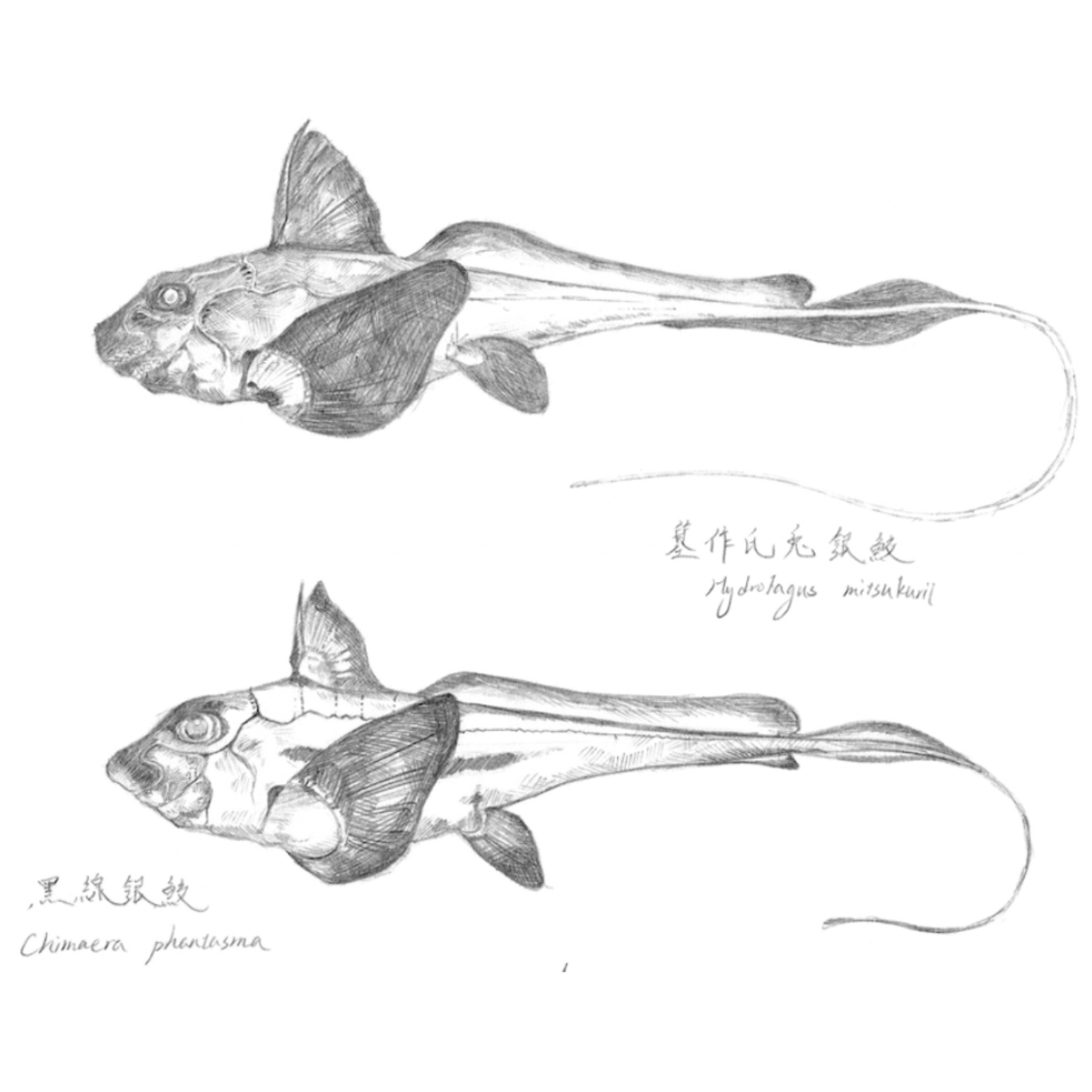 EP135 不可食的流乳汁植物 / 山獸與雜魚 episode artwork
