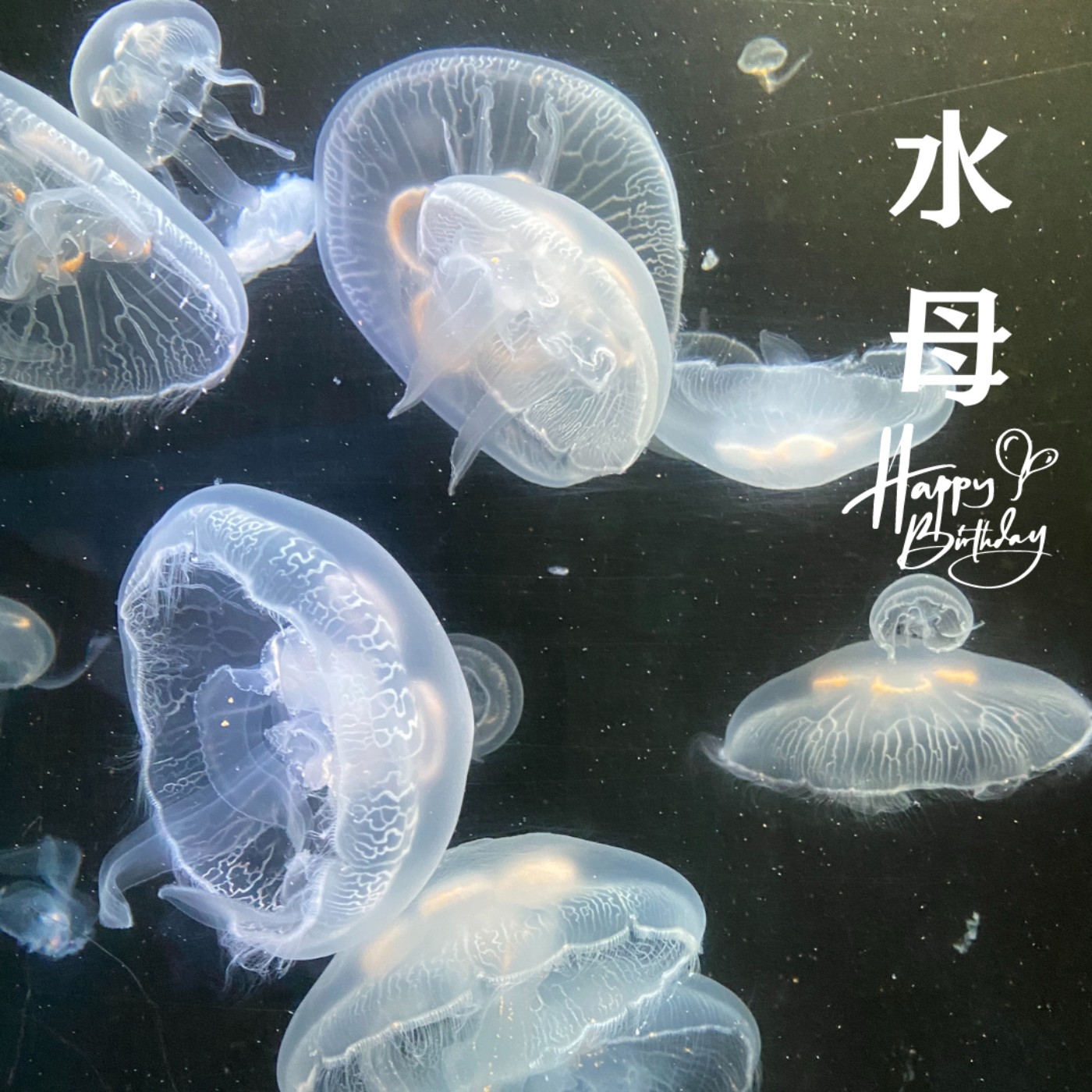 E66 水母 🪸《生日特輯》美麗又致命的海洋精靈 🌊 不老不死的傳奇人生 💙 大爆發背後的秘密