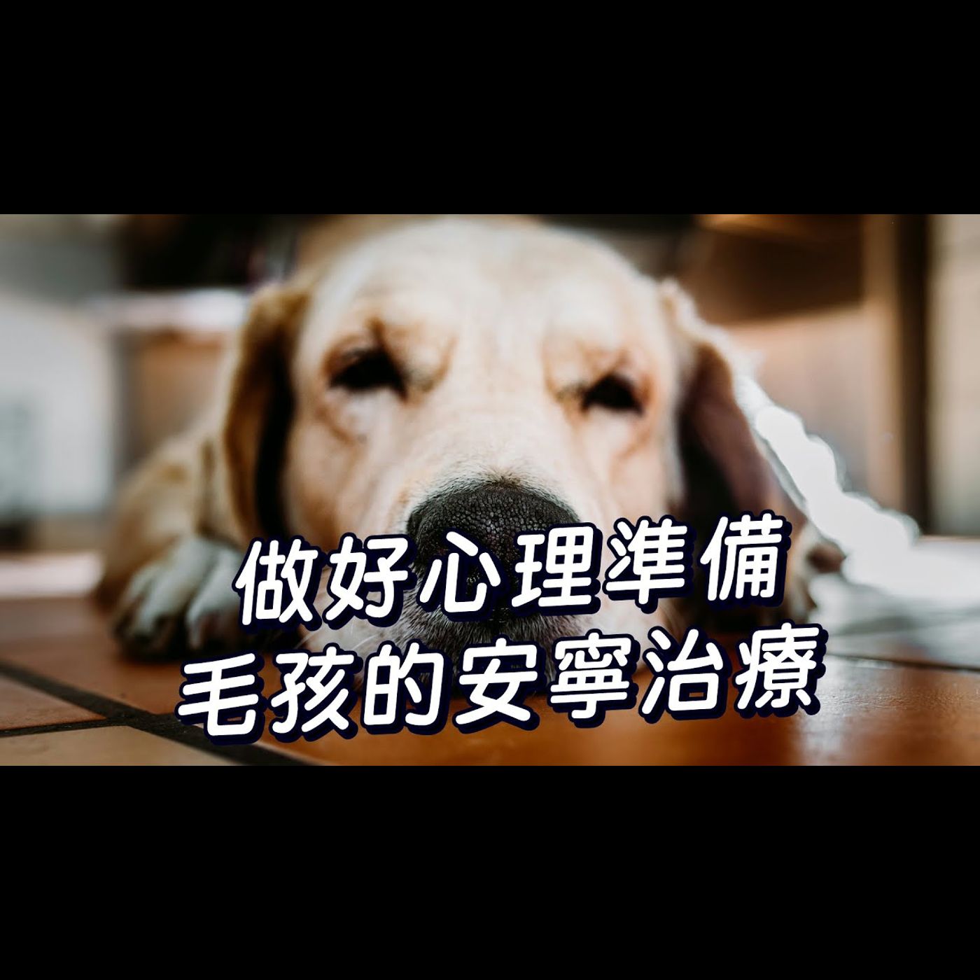 【獸醫這樣說🧐】毛孩的安寧治療│愛寶寵新知 AIPAWs X 保健知識家