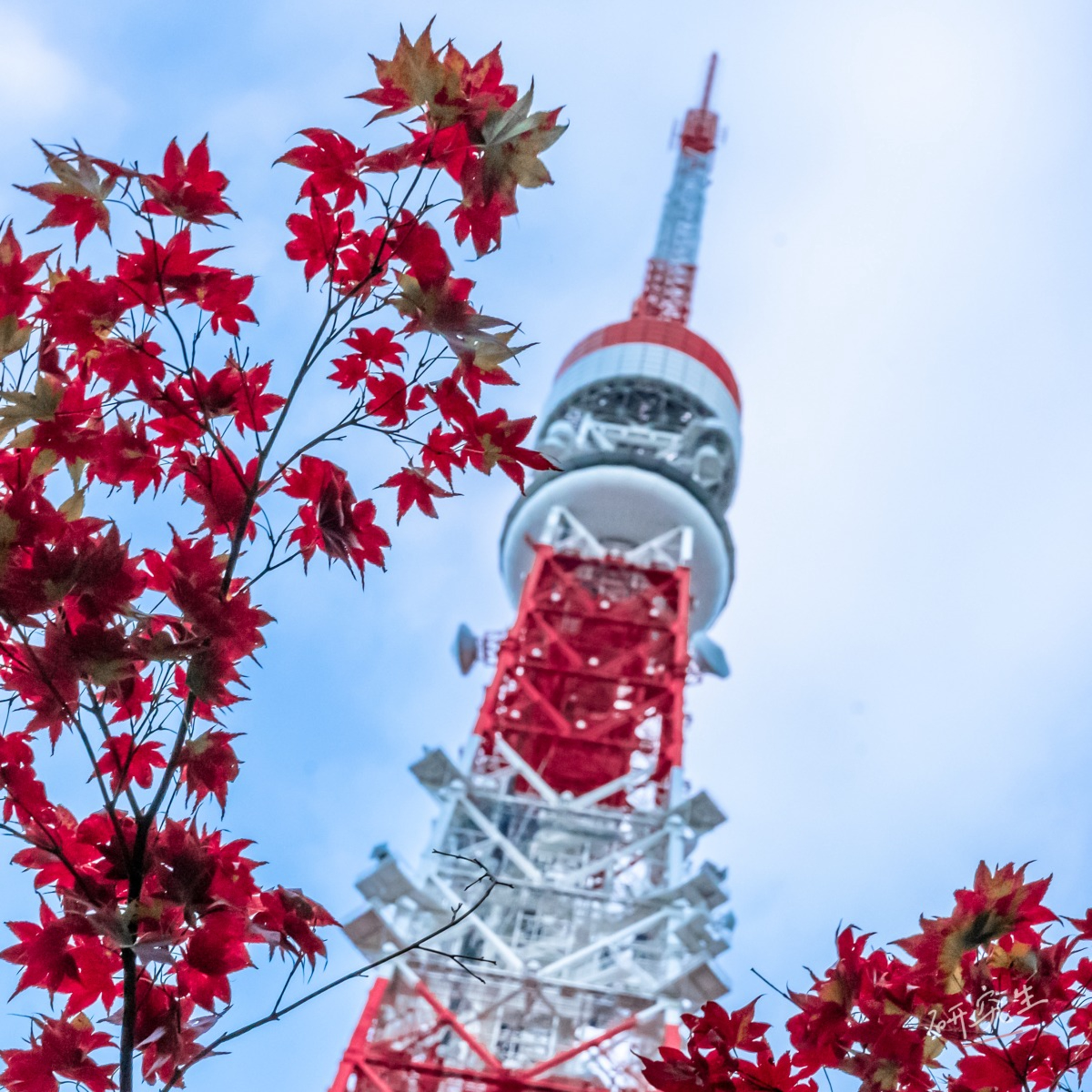 第203回｜秋日的風物詩 TOP10！地瓜、紅葉、彼岸花，一起來探索日本的秋天！