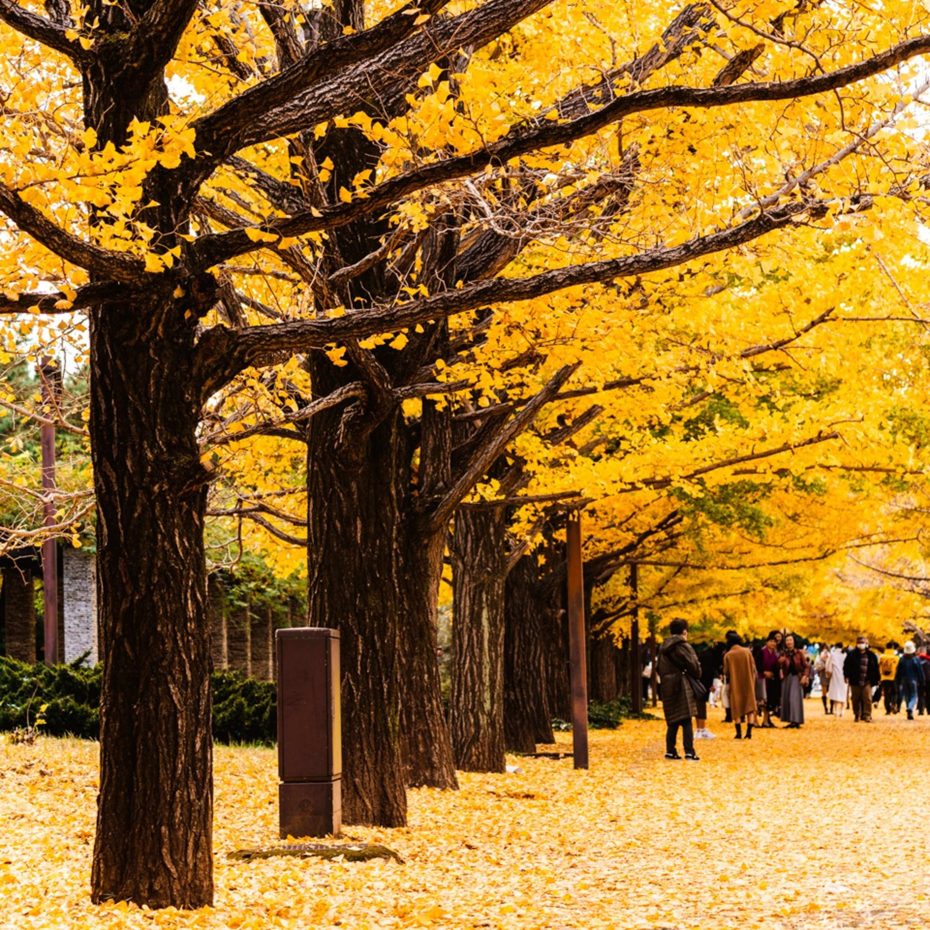 第202回｜東京銀杏五大絕景！加碼私房景點，帶你發現不一樣的東京！