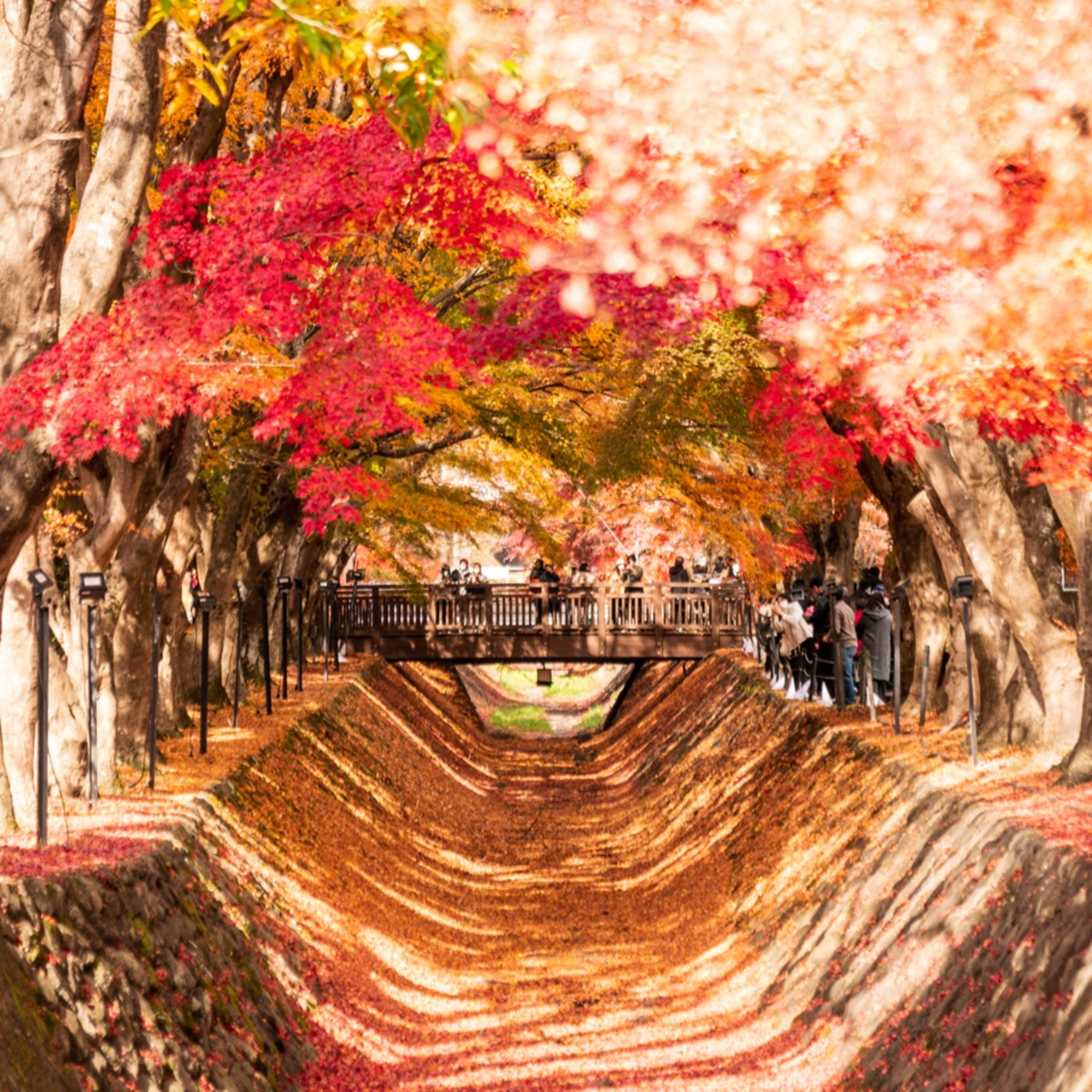 第198回｜2023年紅葉前線開跑！日本紅葉與銀杏熱點，你準備好了嗎？