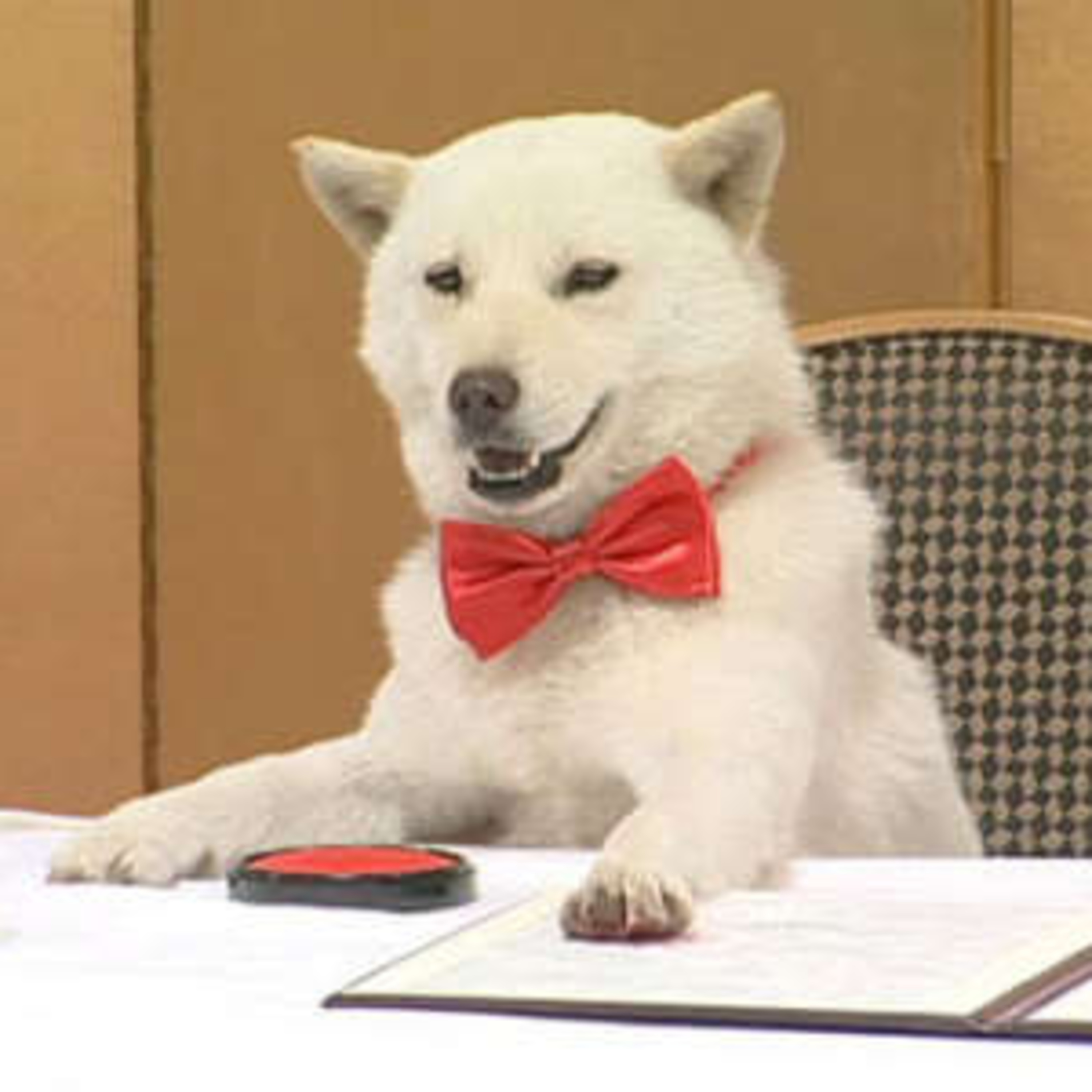 第87回｜日本最愛的廣告明星「Softbank父親狗」，竟是意外誕生的企劃！北海道犬「海君」的背號0103有何秘密？！