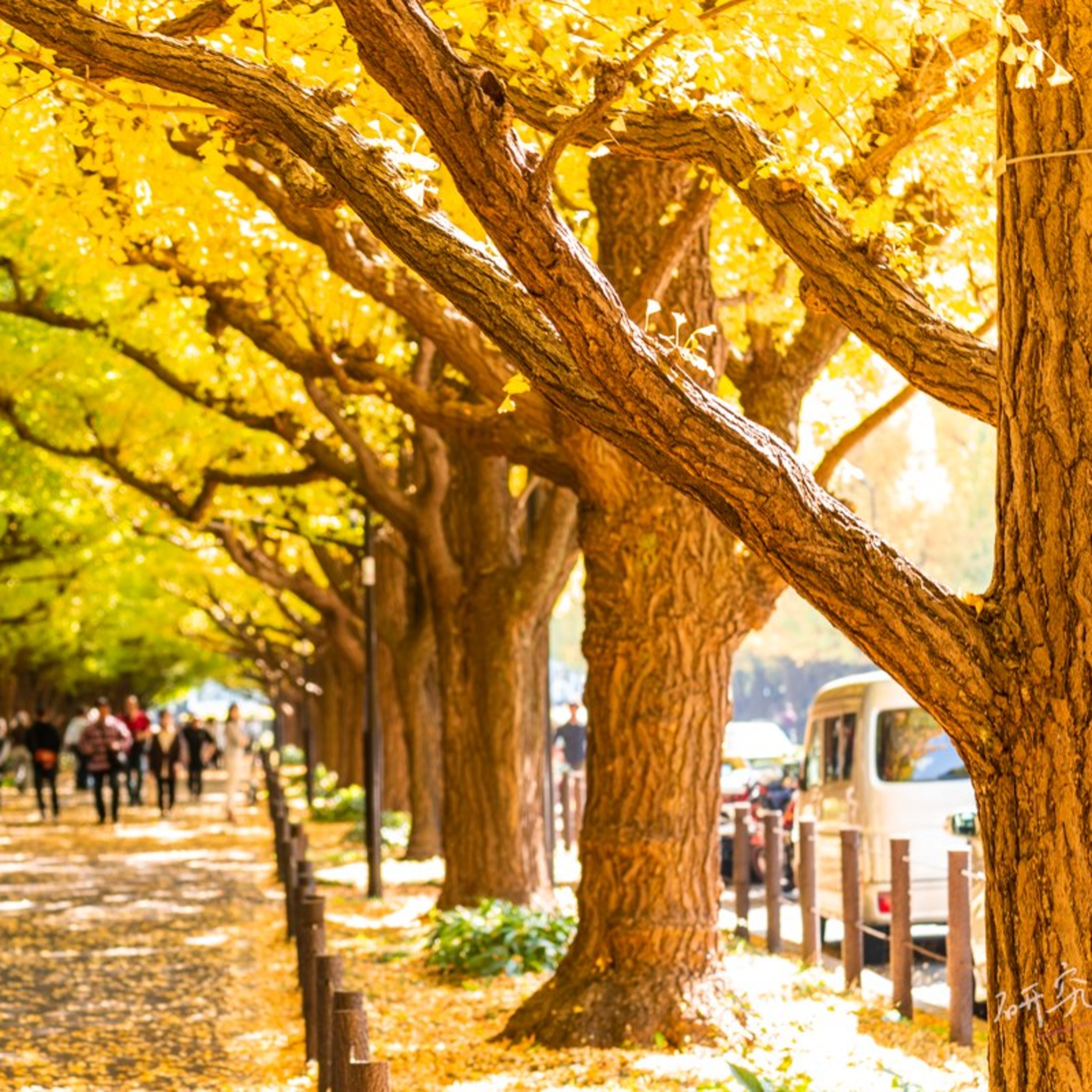 第33回｜日本四季行：7-12月煙火大會、紅葉、點燈、雪景，一次看盡日本美景！feat. 瓶顆