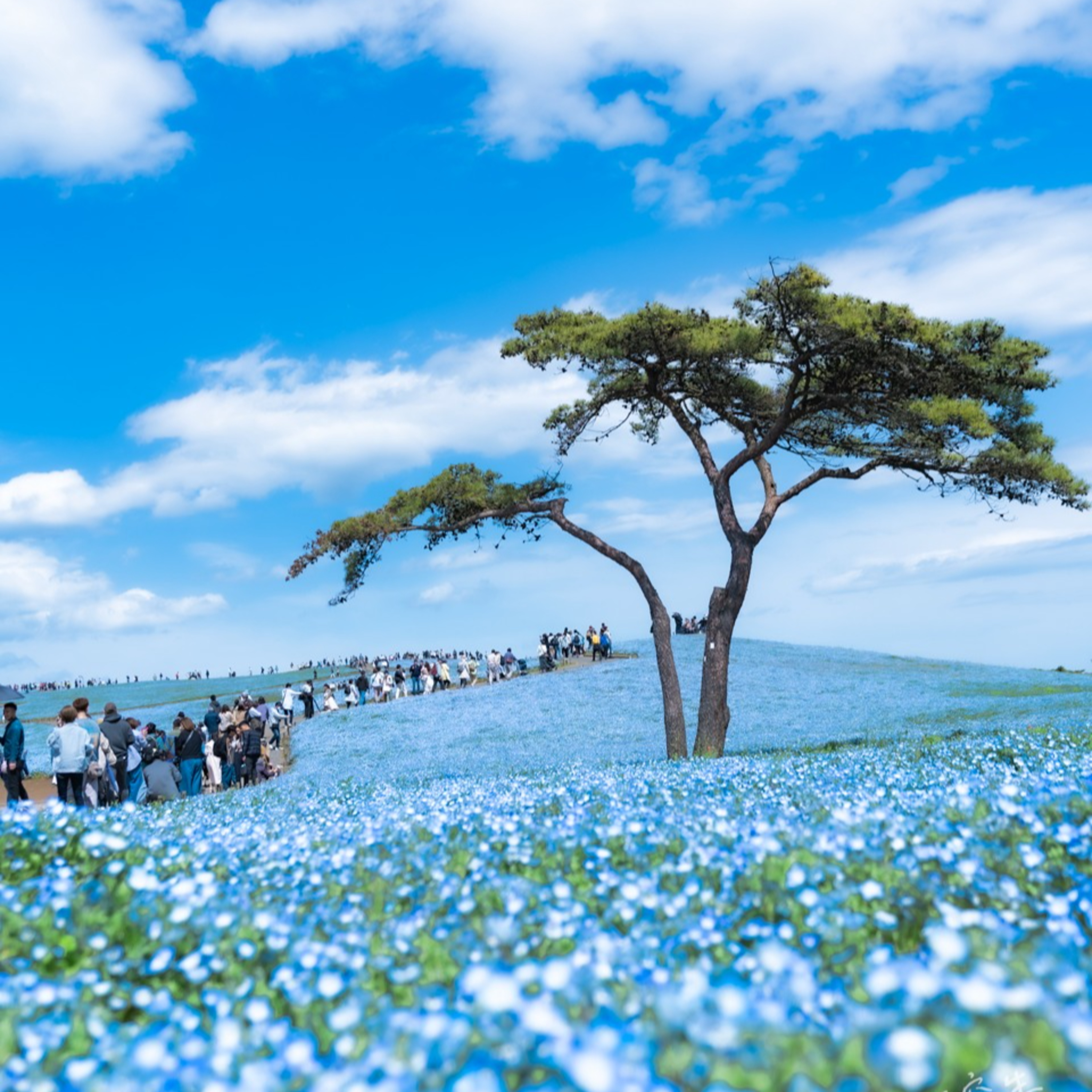 第32回｜四季日本行：1-6月最佳景點推薦，梅花、櫻花、繡球花、藤樹，一年四季的美麗盡在其中！feat. 瓶顆