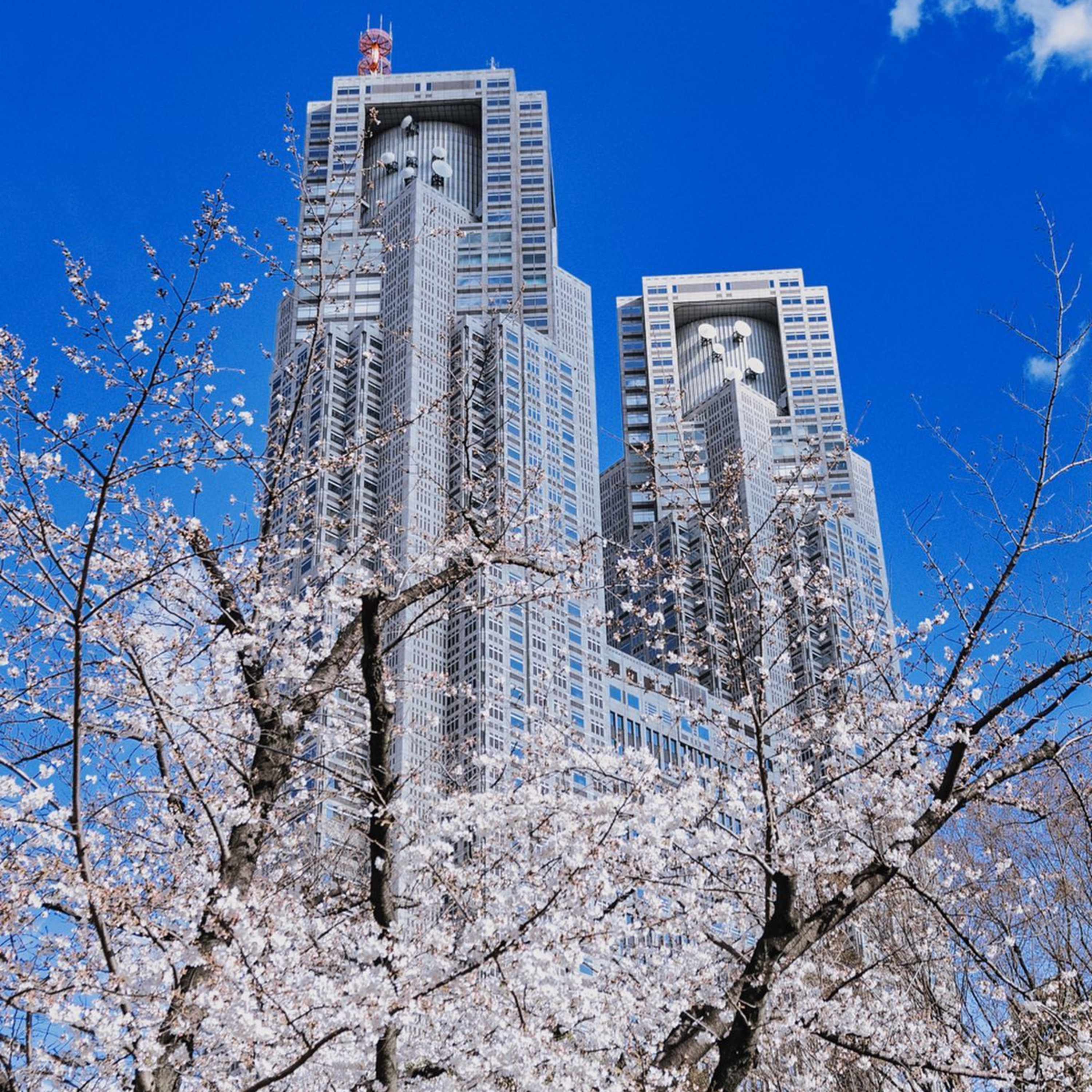 第26回｜櫻花季來襲！揭秘東京賞櫻TOP5，與東京鐵塔、晴空塔共賞花海！feat. 瓶顆