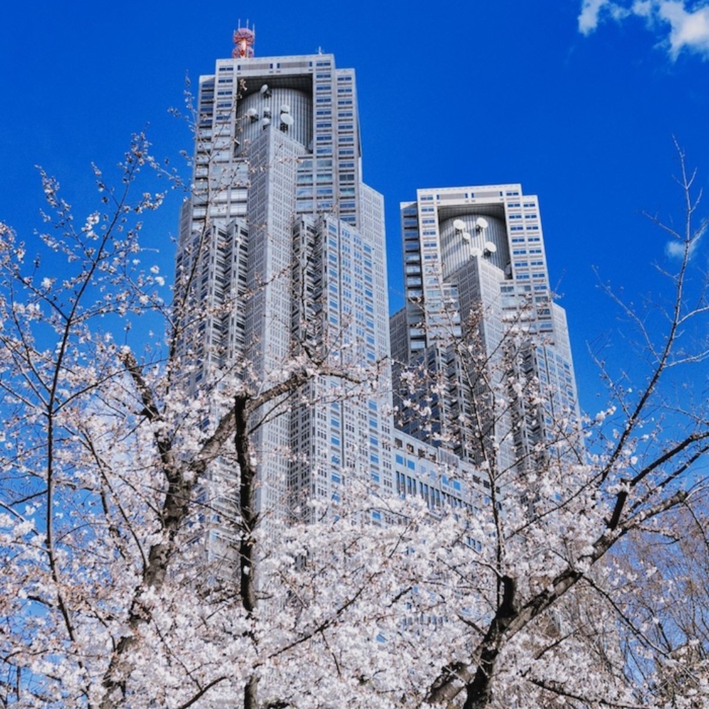 第277回｜續・東京櫻花景點 10選！加碼私房景點，帶你發現不一樣的東京！