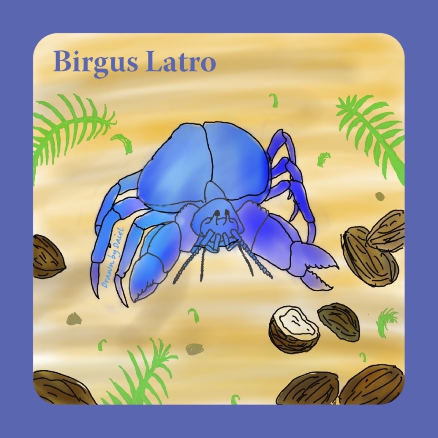EP12 力氣驚人的椰子蟹 Birgus Latro