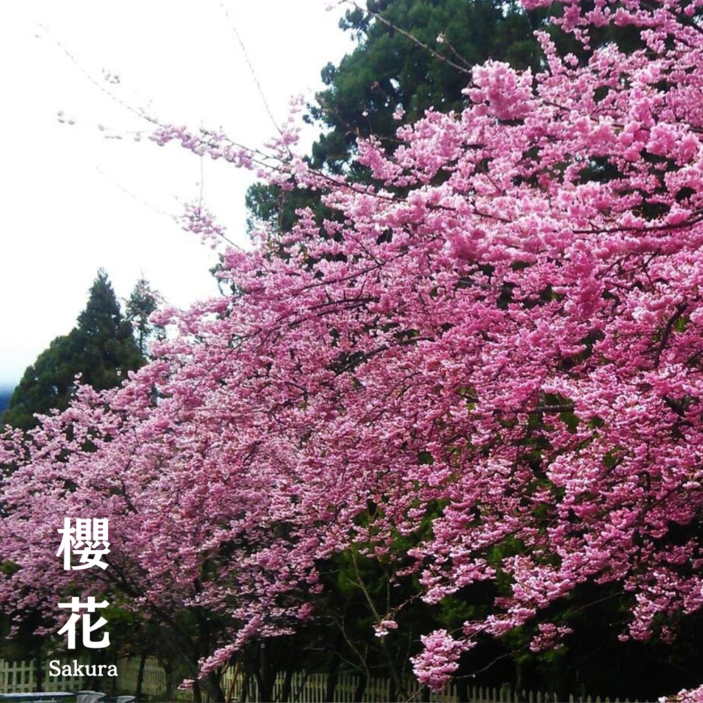 E68 櫻花 🌸 轉瞬即逝的璀璨浪漫 💌 認識台灣原生山櫻花 🩷 不可錯過的百年「櫻中之王」該去哪看🌳