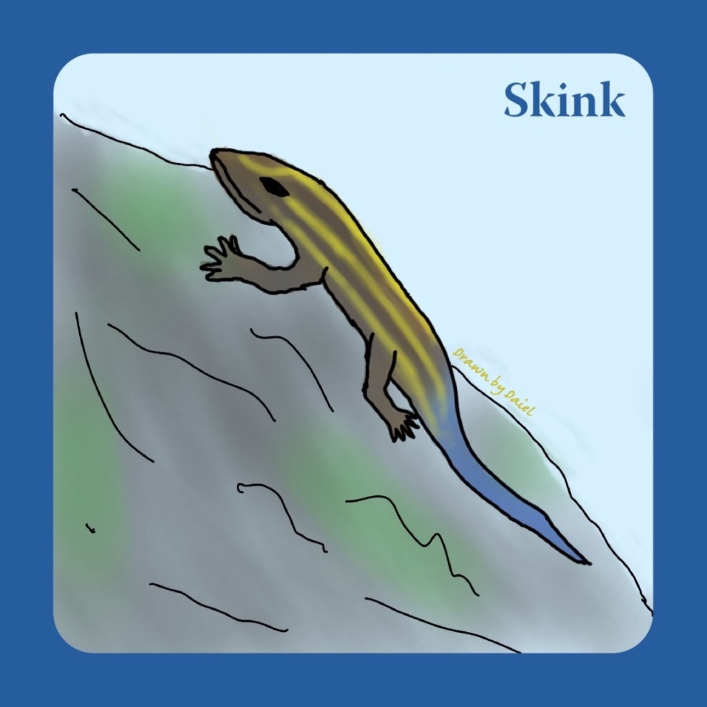 EP14 擁有藍色尾巴的石龍子 Skink