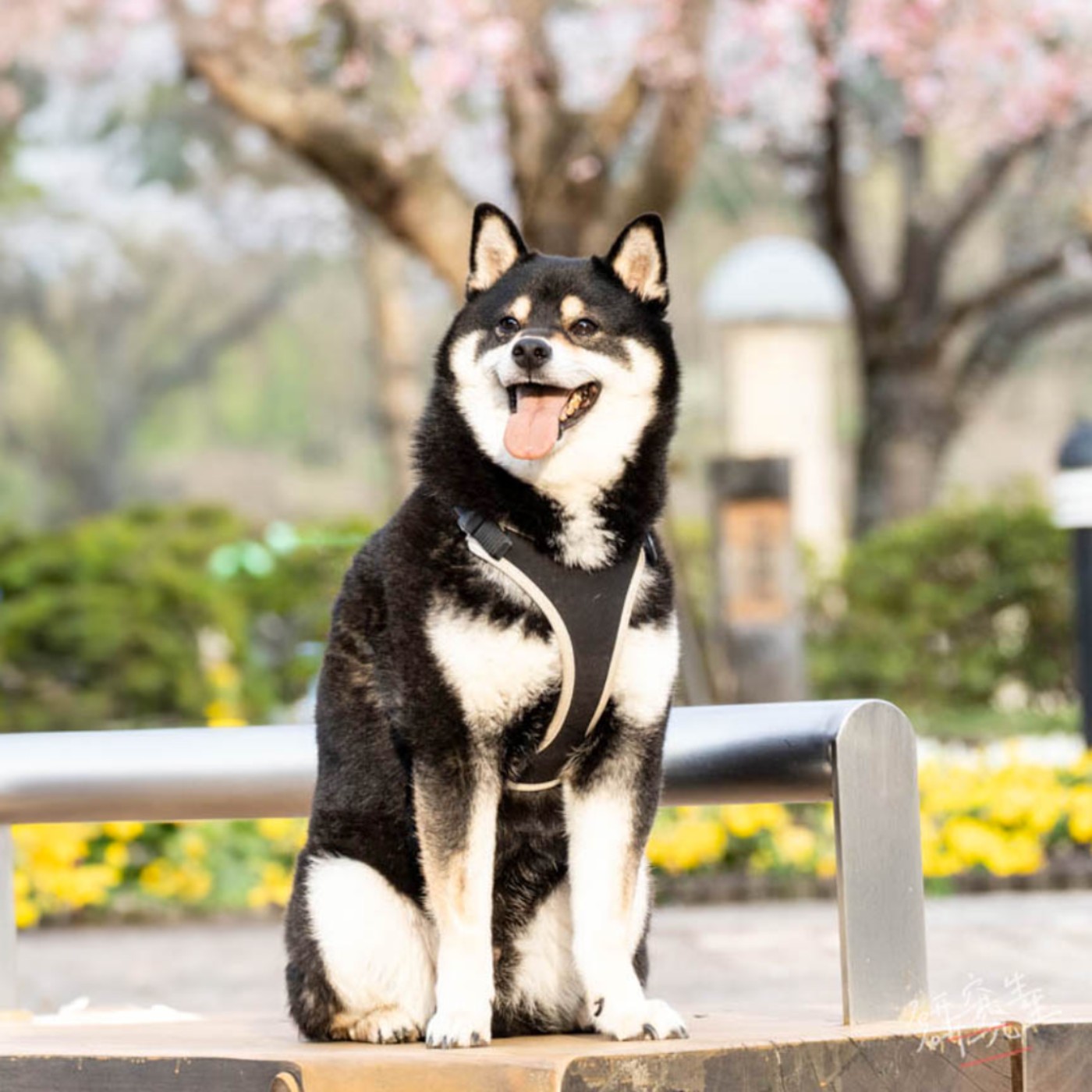 第285回｜SP: 聊聊教授與研究生！（季中休息開始，我們五月見！）