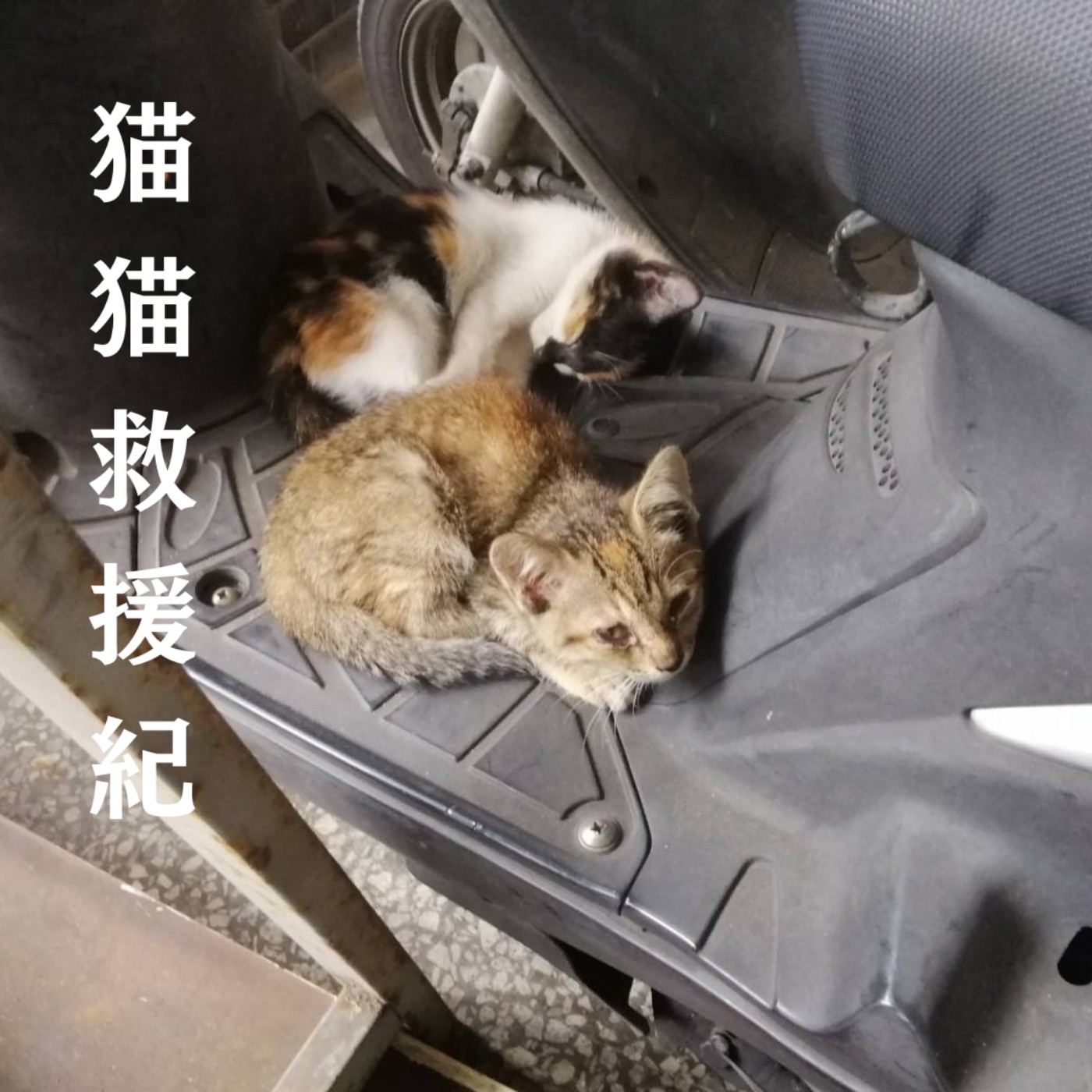 E70 奶貓救援直擊 🐱 🍼 走路就這樣撿到貓 ?誘捕除蚤驅蟲實錄,松松拉亞中途之家新展開🏠