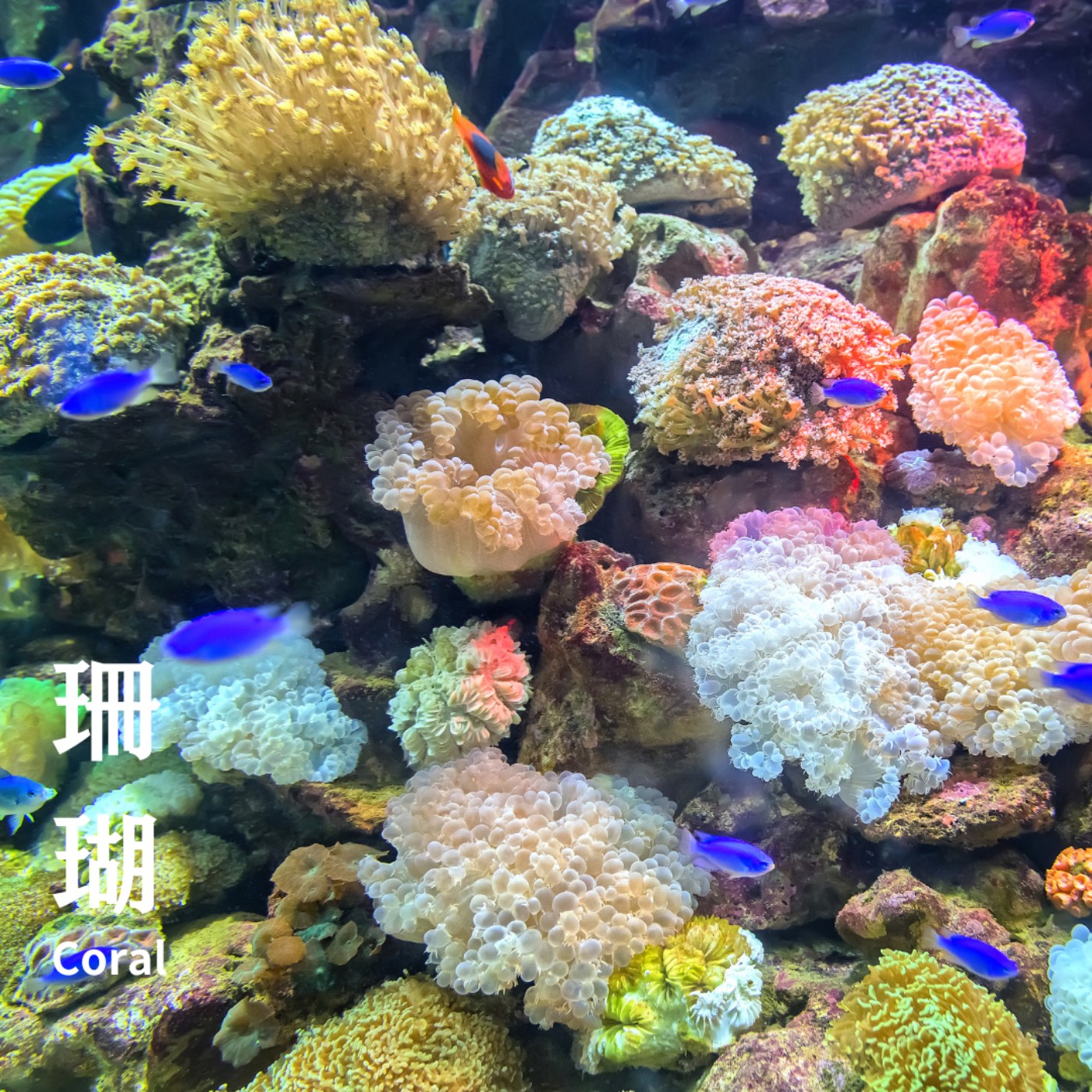 E72 珊瑚 🪸 神秘的海洋建築師 🐠 七彩紋身、超酷繁衍能力 🌊 卻面臨史上最熱的白化大災難 😵